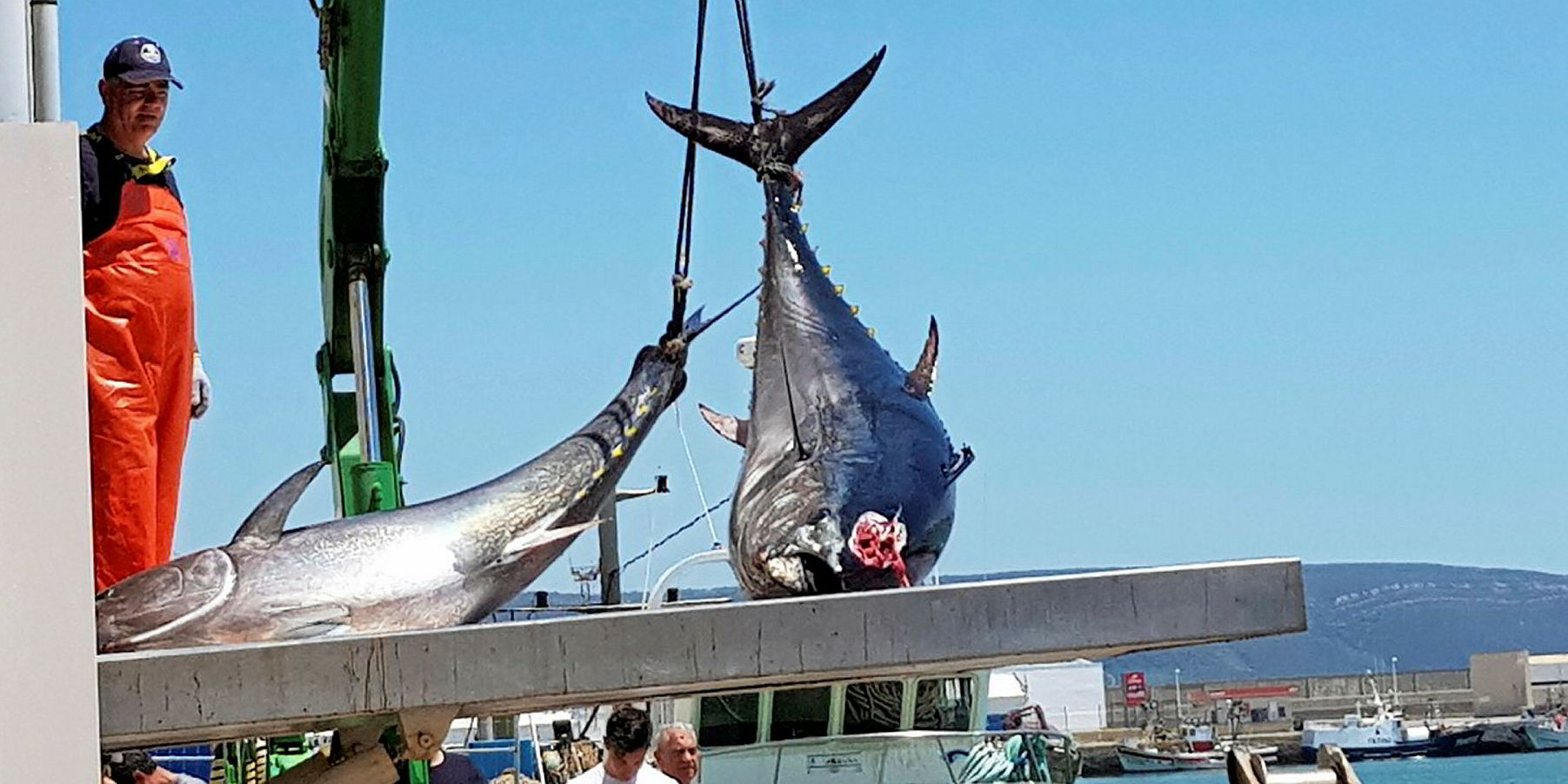 Spain introduces new regulations for Atlantic bluefin tuna fishing