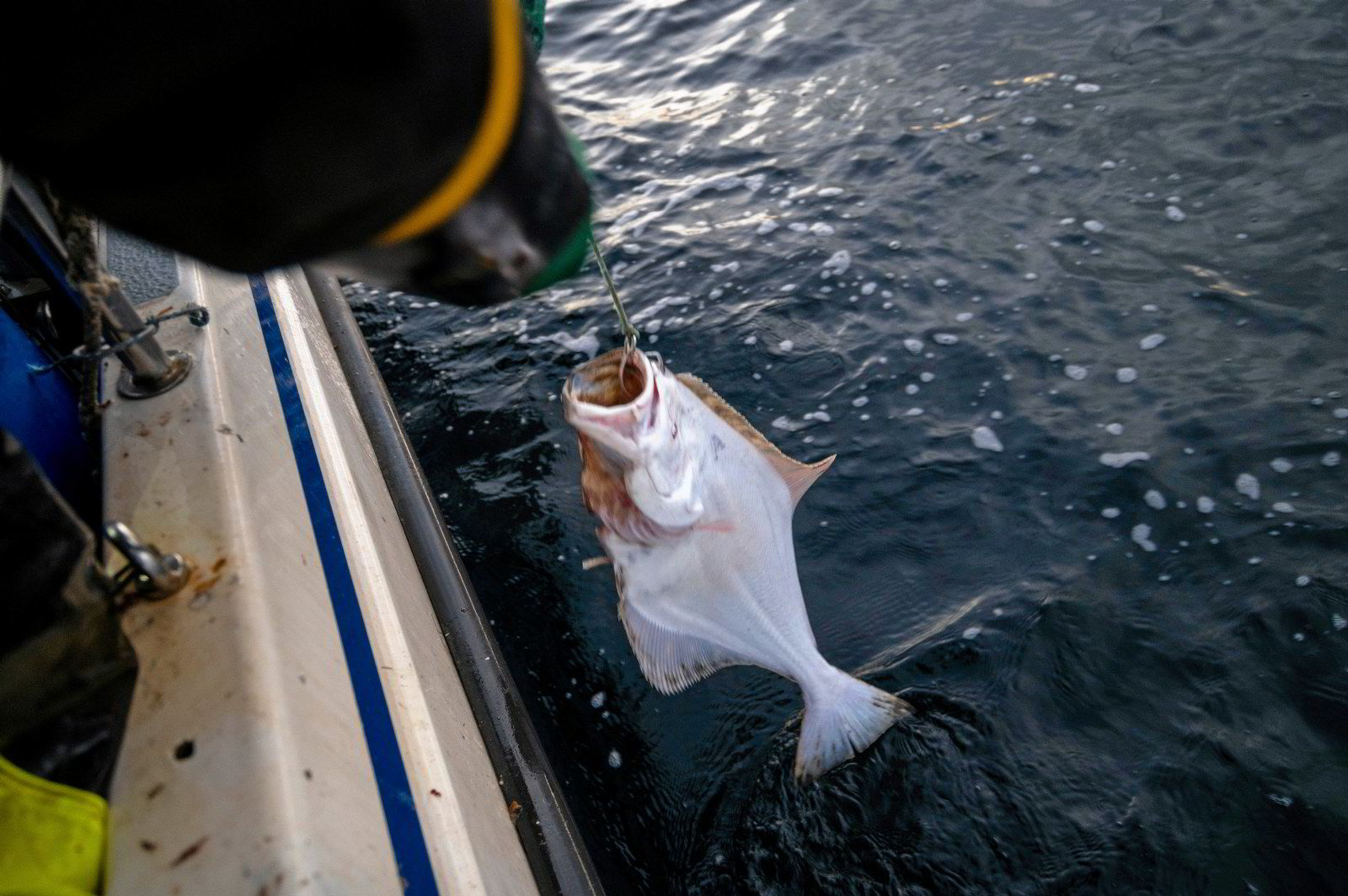 Vi kan ikke risikere å fiske ned kveitebestanden igjen Fiskeribladet