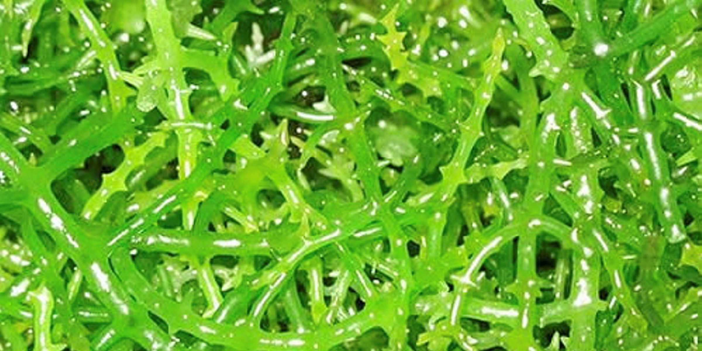 Seaweed Prices In The Philippines Hike On High Demand IntraFish Com   0627daf3f141b0cf16ed1c670c3c6835