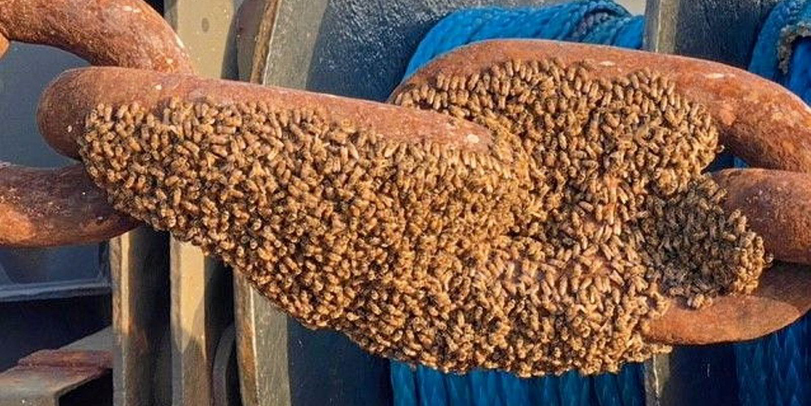Stowaway bees give sulphur carrier crew sweet parting gift TradeWinds