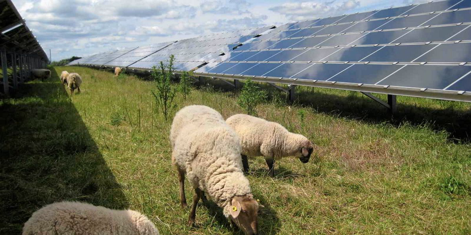 Enel breaks ground on Italy's largest agrivoltaic project with 'harmonious'  solar-powered plan