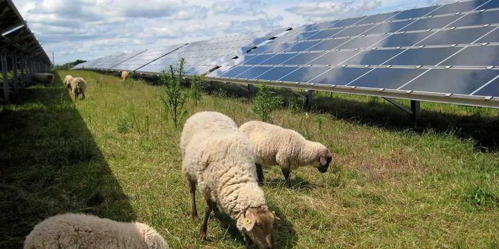 EDF and Macquarie yoke-up to buy bumper crop of French 'agrivoltaic' projects - Vimarsana News