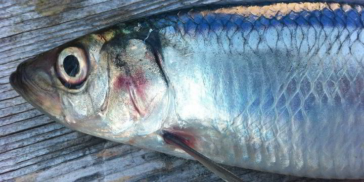 The blue whiting and herring fisheries didn't have to lose their MSC certification. Here's what should happen next. - Vimarsana News