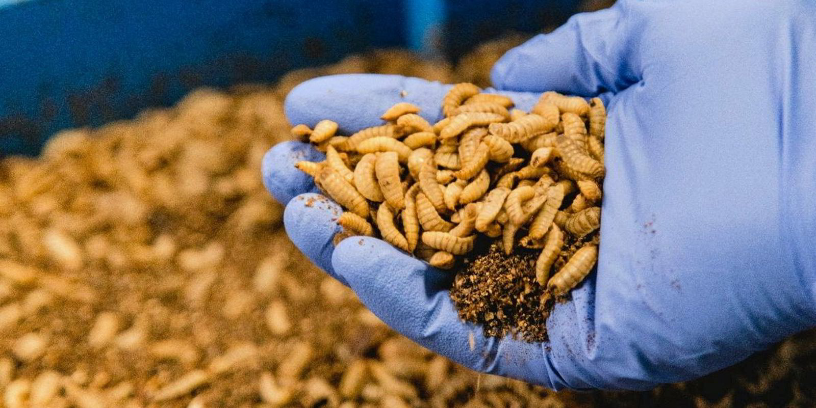 Bill Gates-backed insect meal producer AgriProtein enters ...