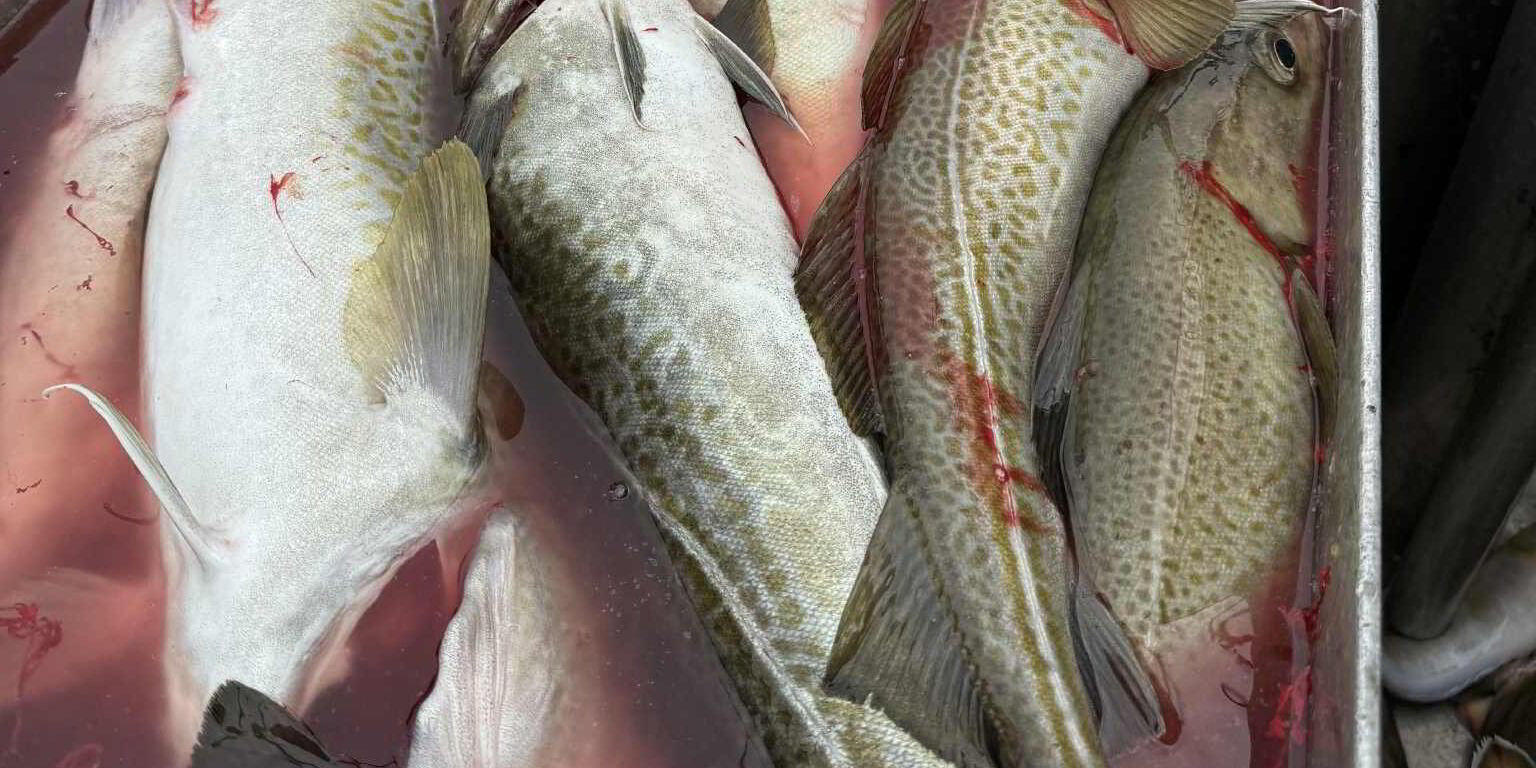 Northeast Arctic cod red-listed in latest UK consumer guide