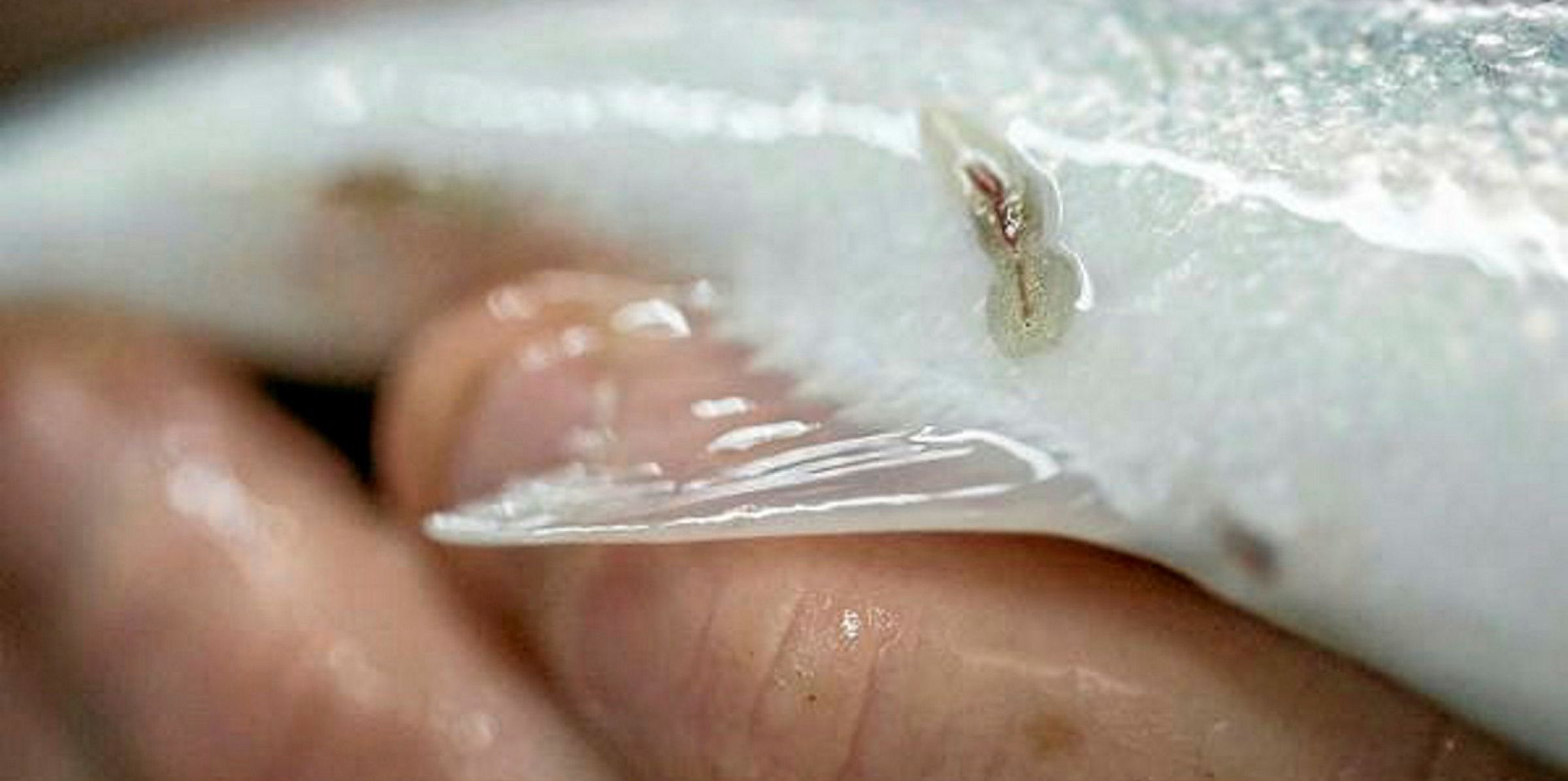 Research initiative analyzes ocean currents' effect on salmon lice