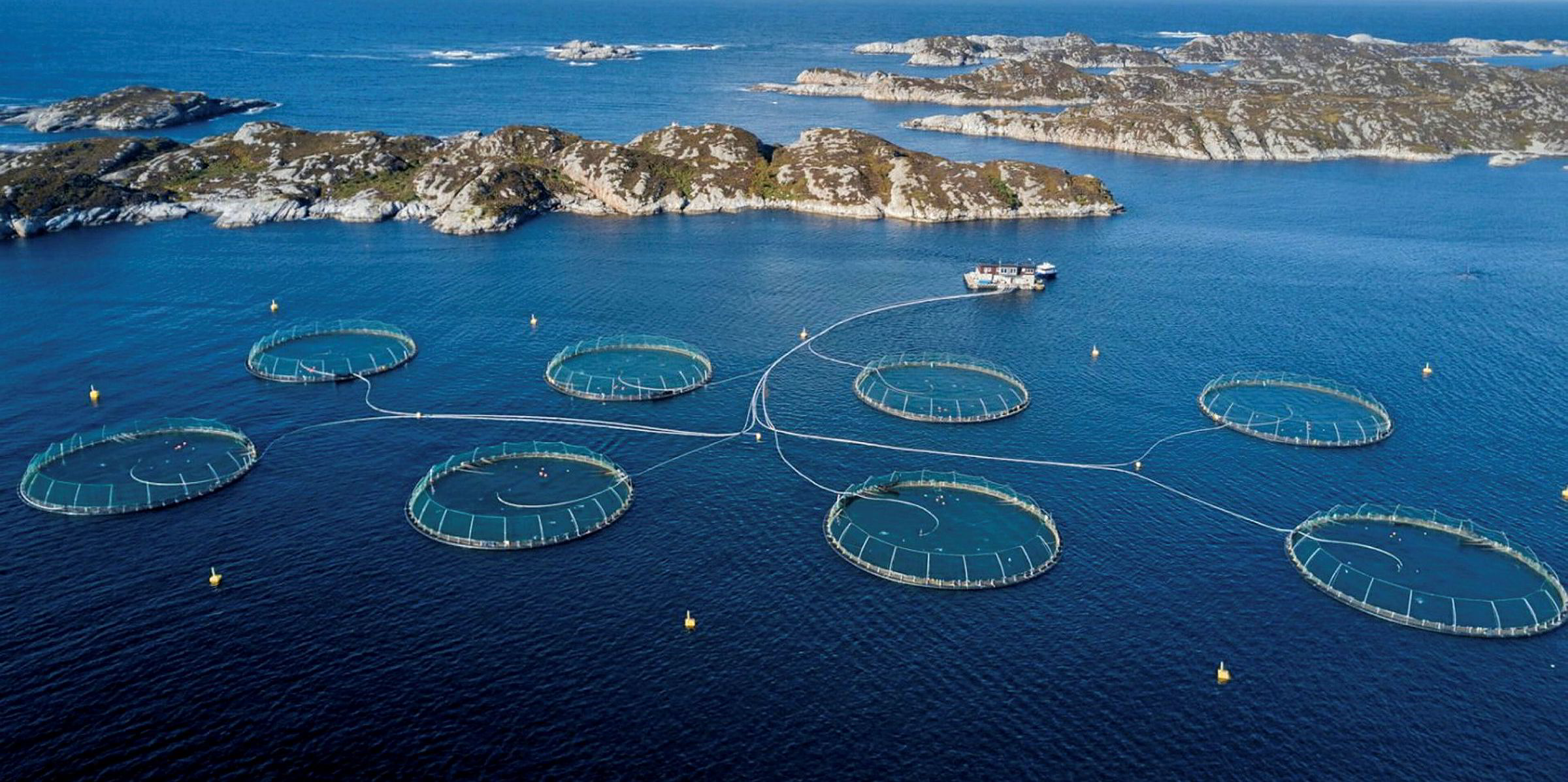 Second tuna attack on a salmon farm in a week This time it's Mowi