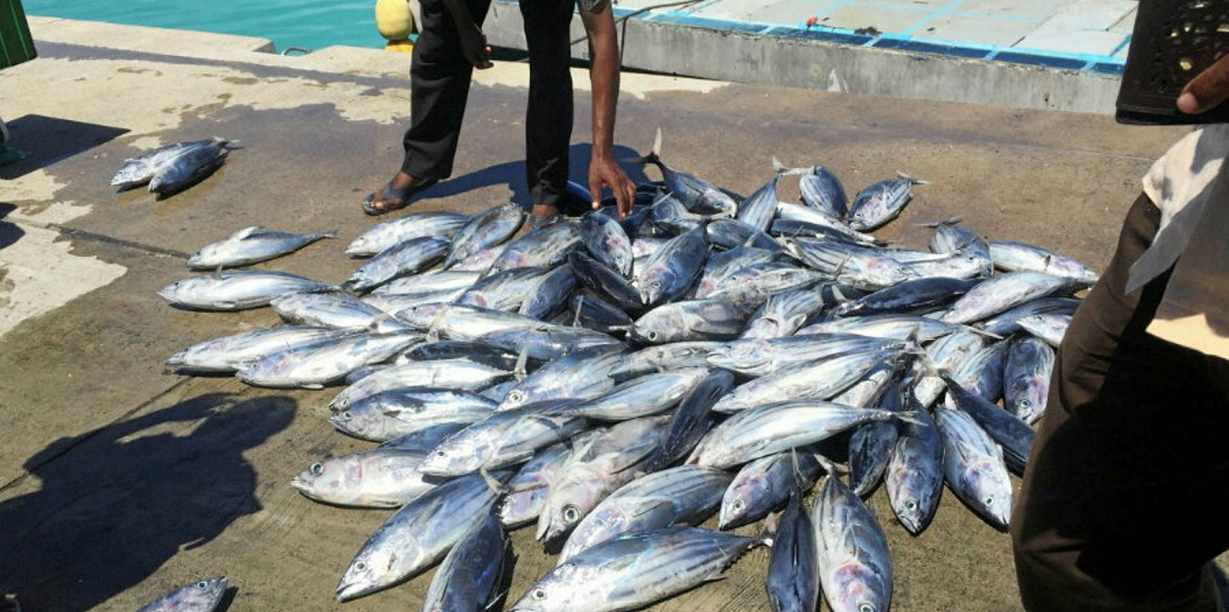 Sfp Launches Longline Tuna Fip In Indonesia 