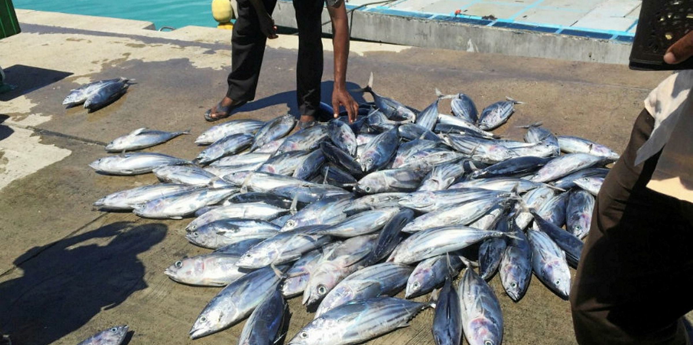 SFP launches longline tuna FIP in Indonesia