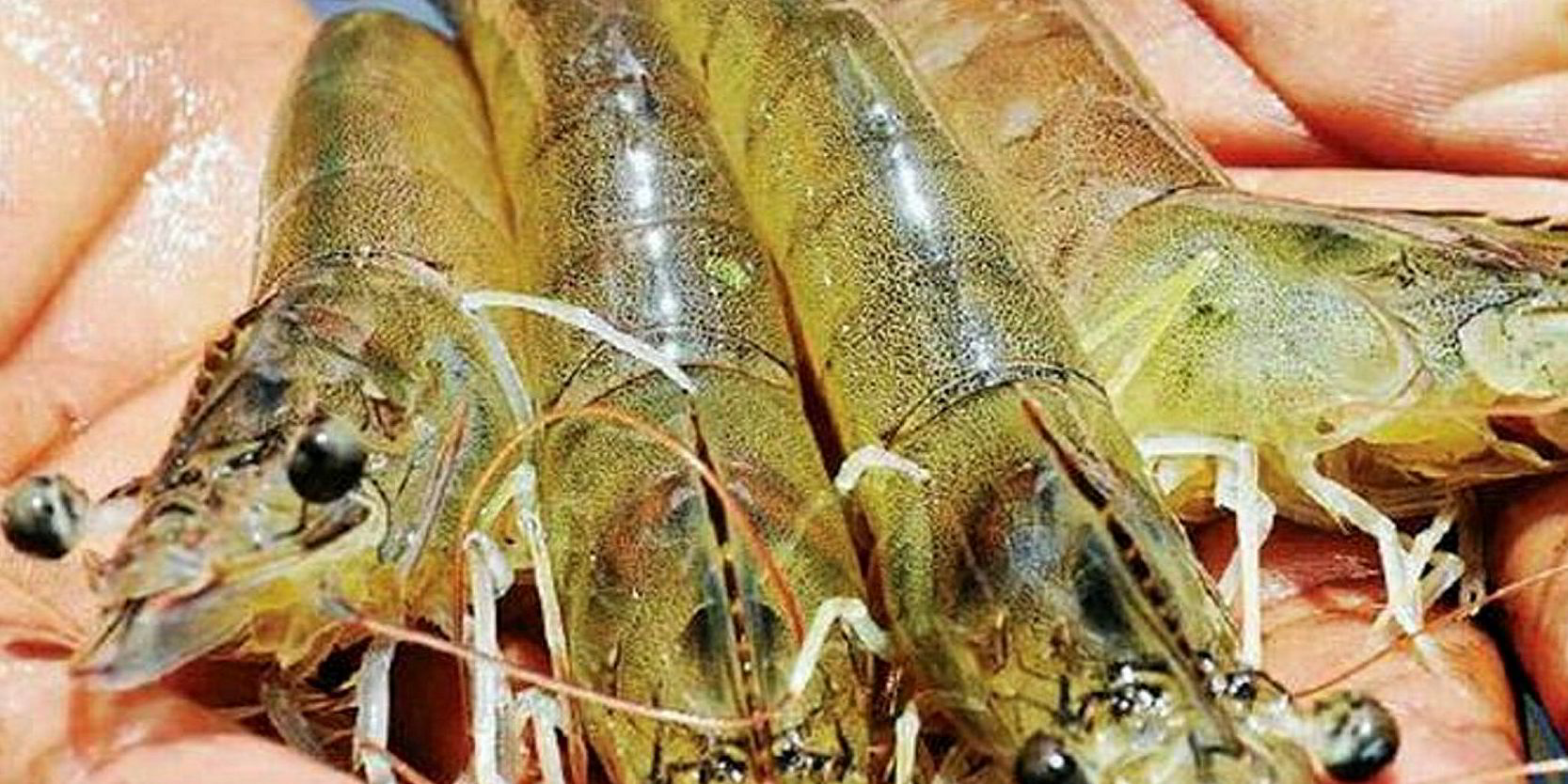Outlook for US imports of Indian shrimp shrouded in uncertainty