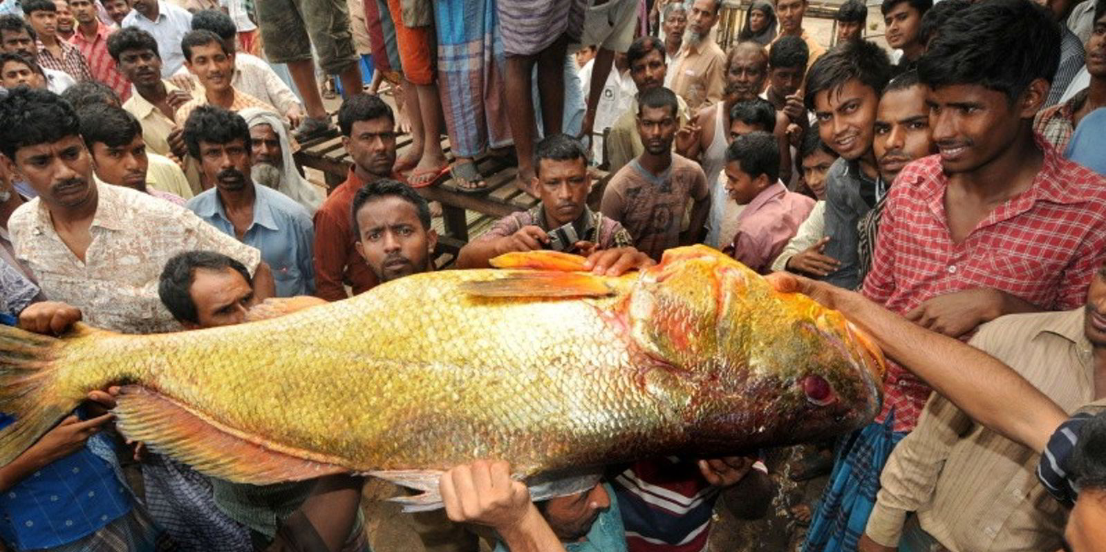Big whole. Китайская бахаба. Китайская бахаба рыба. Гигантская Золотая рыбка. Морской окунь Бангладеш.