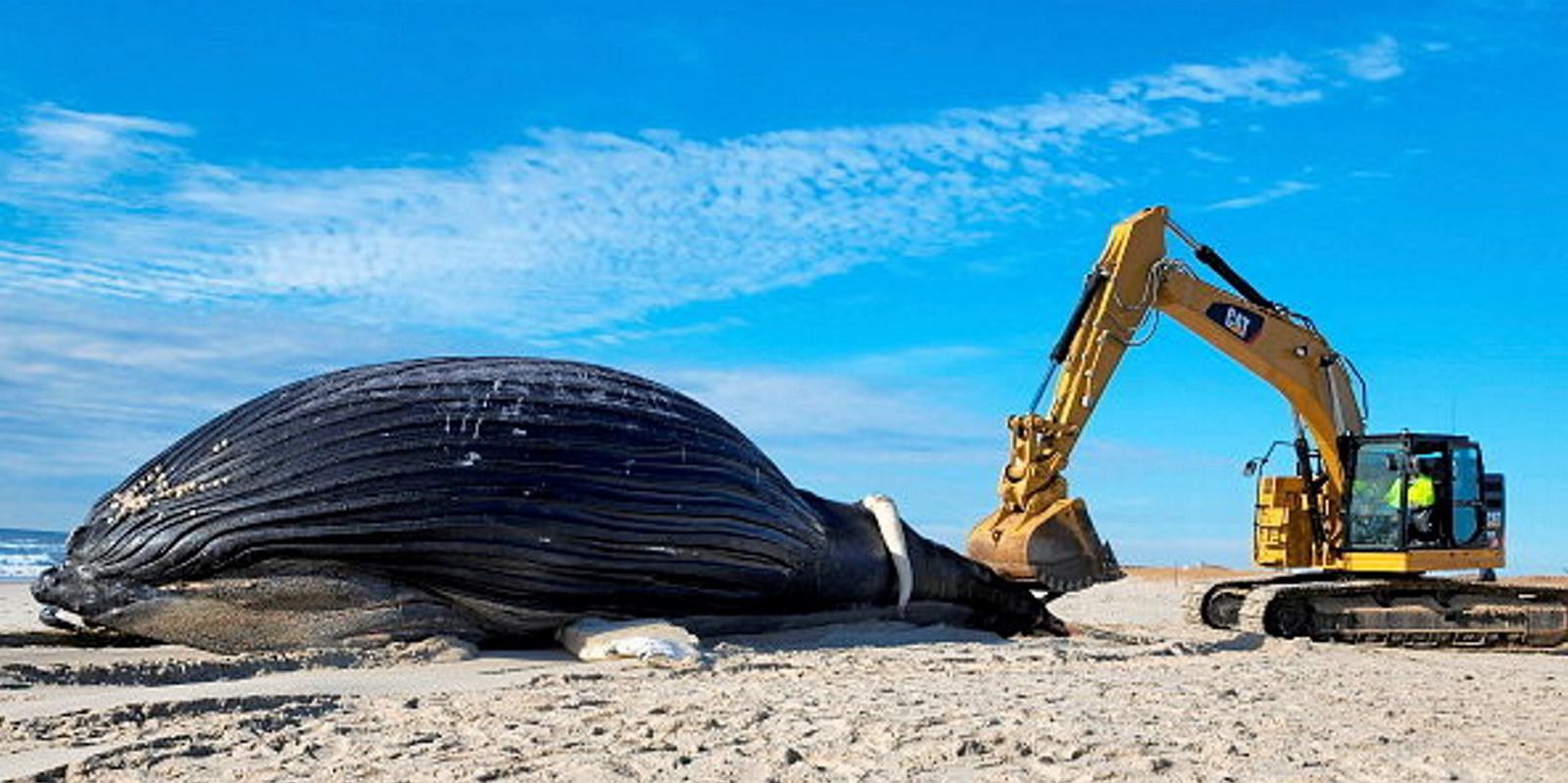 Backlash over mounting whale deaths leaves US offshore wind in deep ...