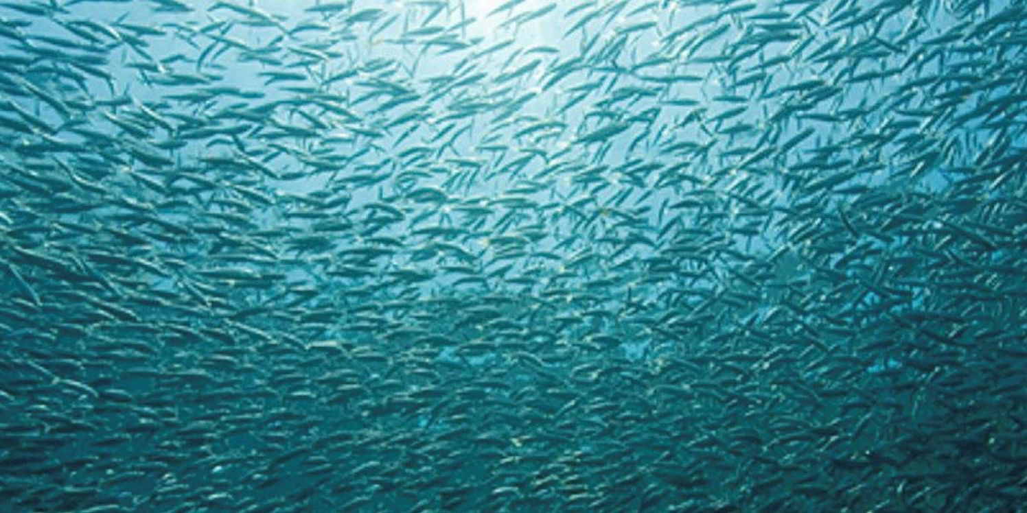 Study: Global fisheries to be 20% less productive by 2300 | IntraFish.com