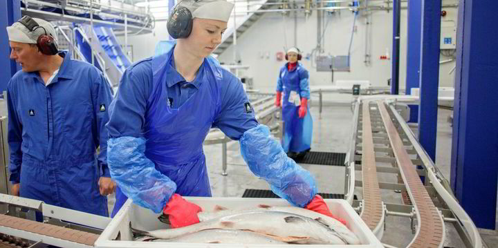 Norway salmon prices rise ahead of Christmas | IntraFish.com