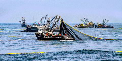 Russian herring processors hike prices in face of raw material shortages,  high demand