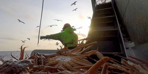 Russian herring processors hike prices in face of raw material