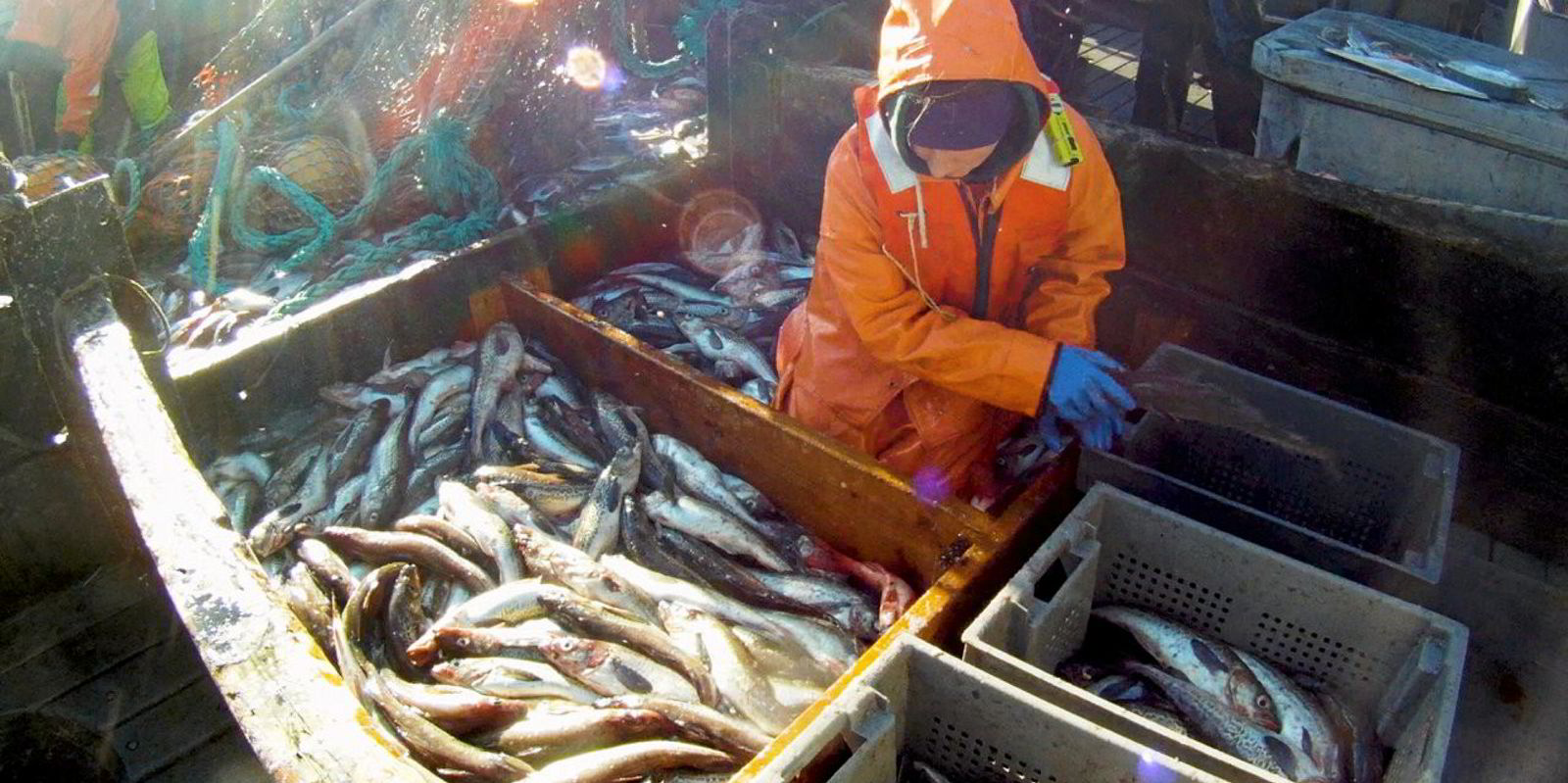 Alaska pollock quota could see big reduction next year, further bad news for an already tight