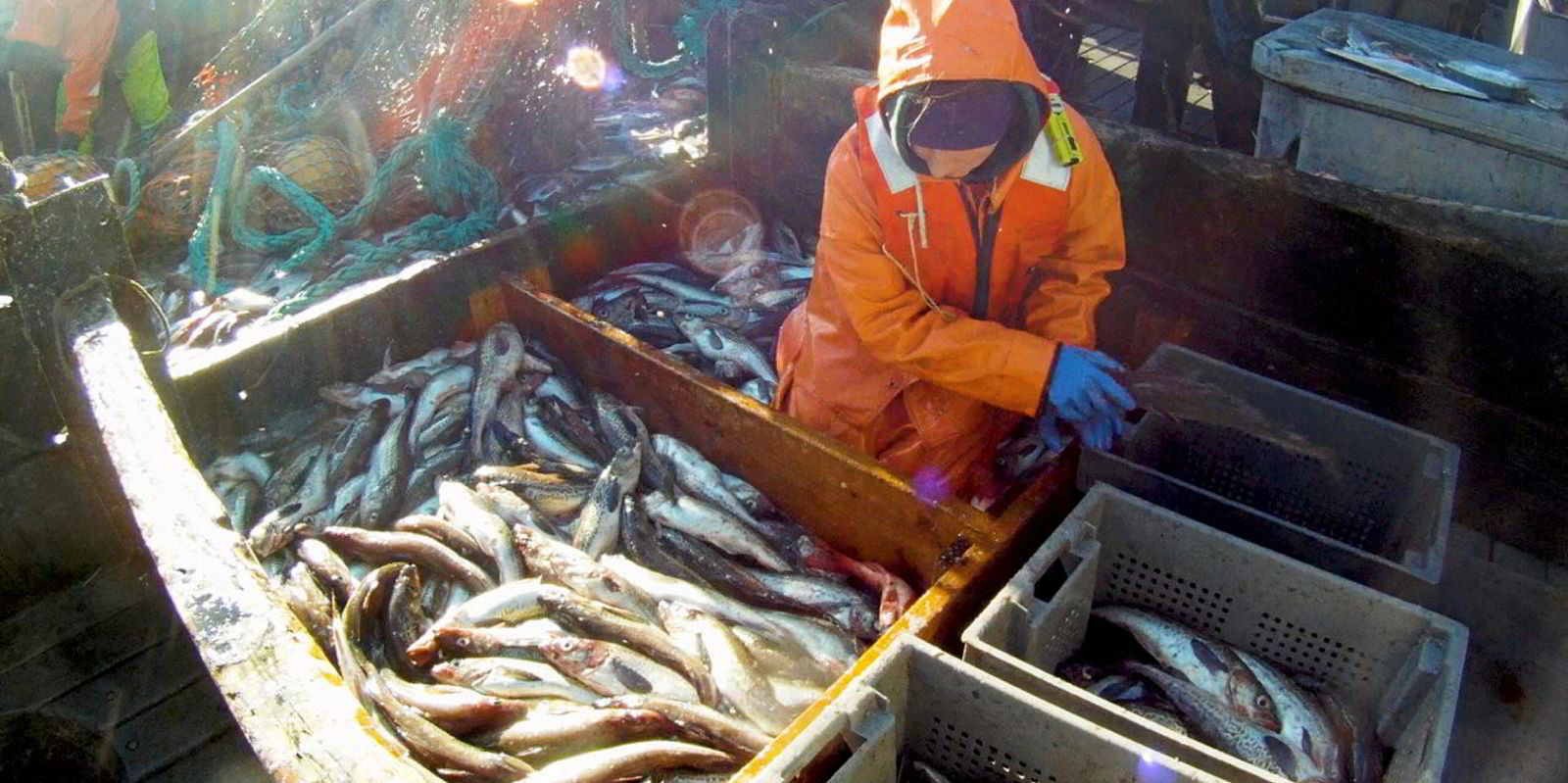 Alaska Pollock Quota Could See Big Reduction Next Year Further Bad 