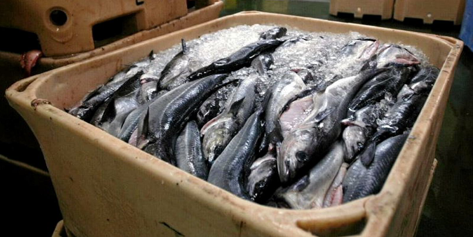 Norway holds saithe fishing quota steady for 2022