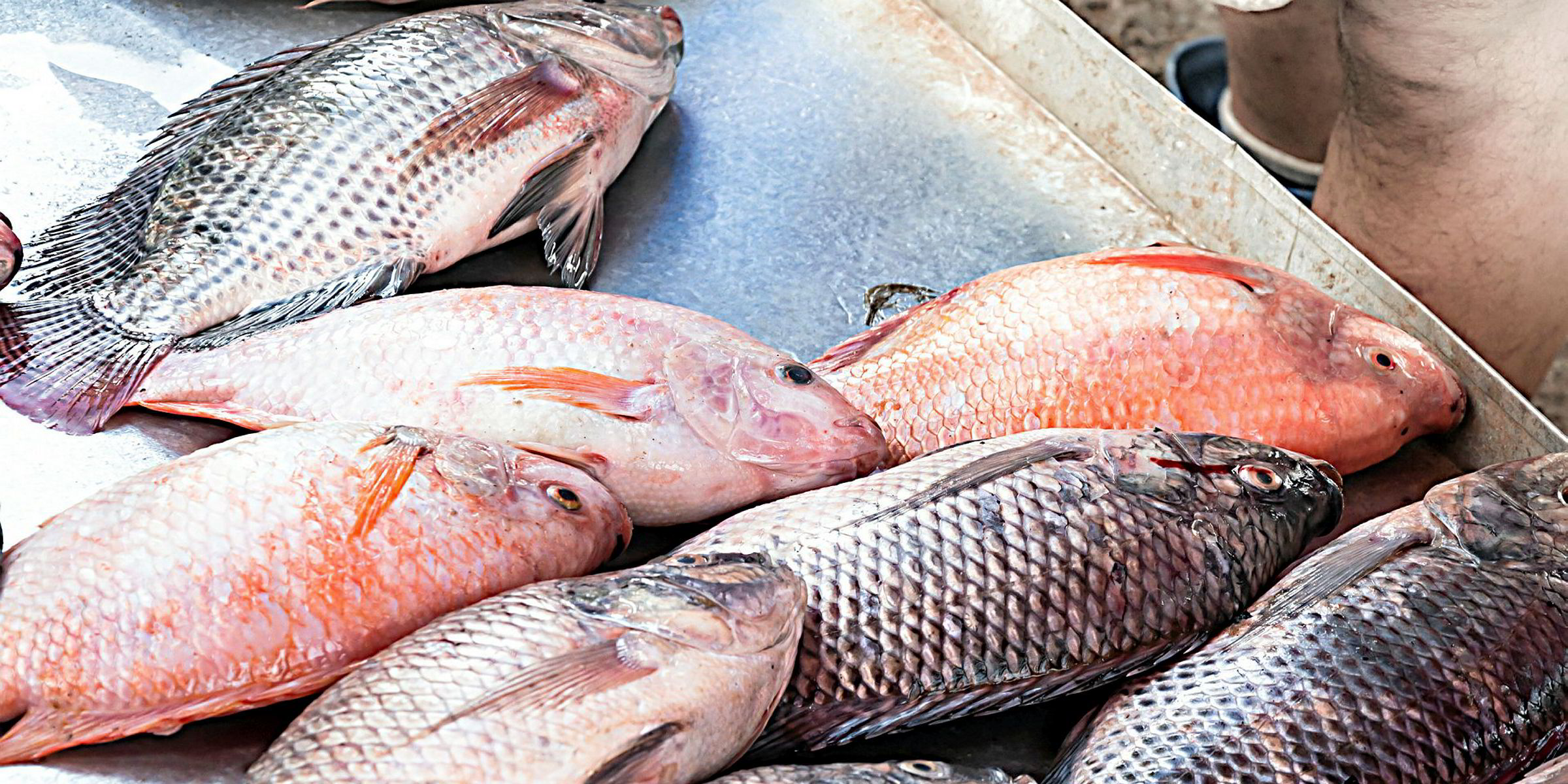 Zambia urges ban on Asian tilapia imports