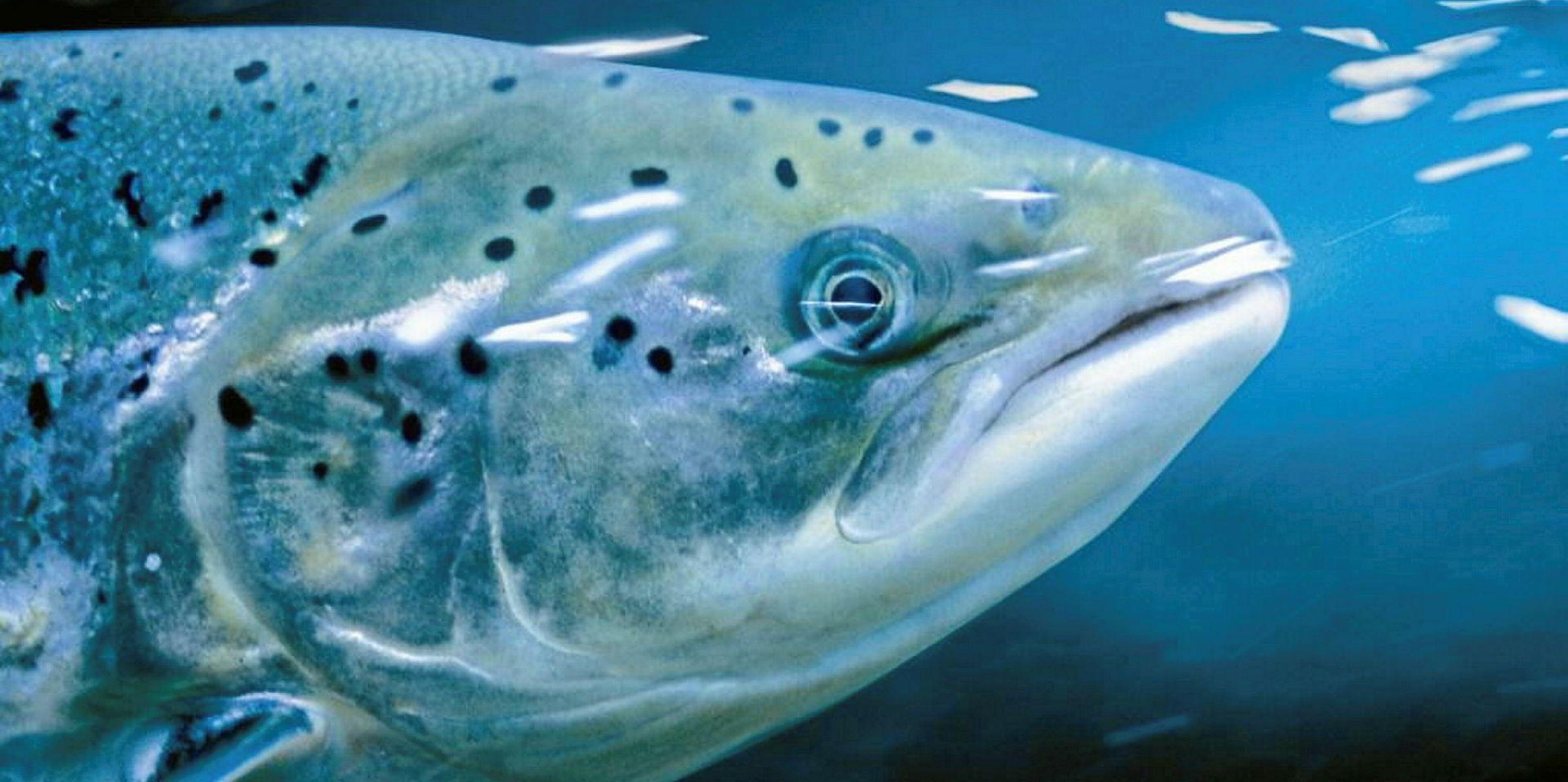 Norwegian Firm Plans 3 Land-based Salmon Farms | IntraFish.com