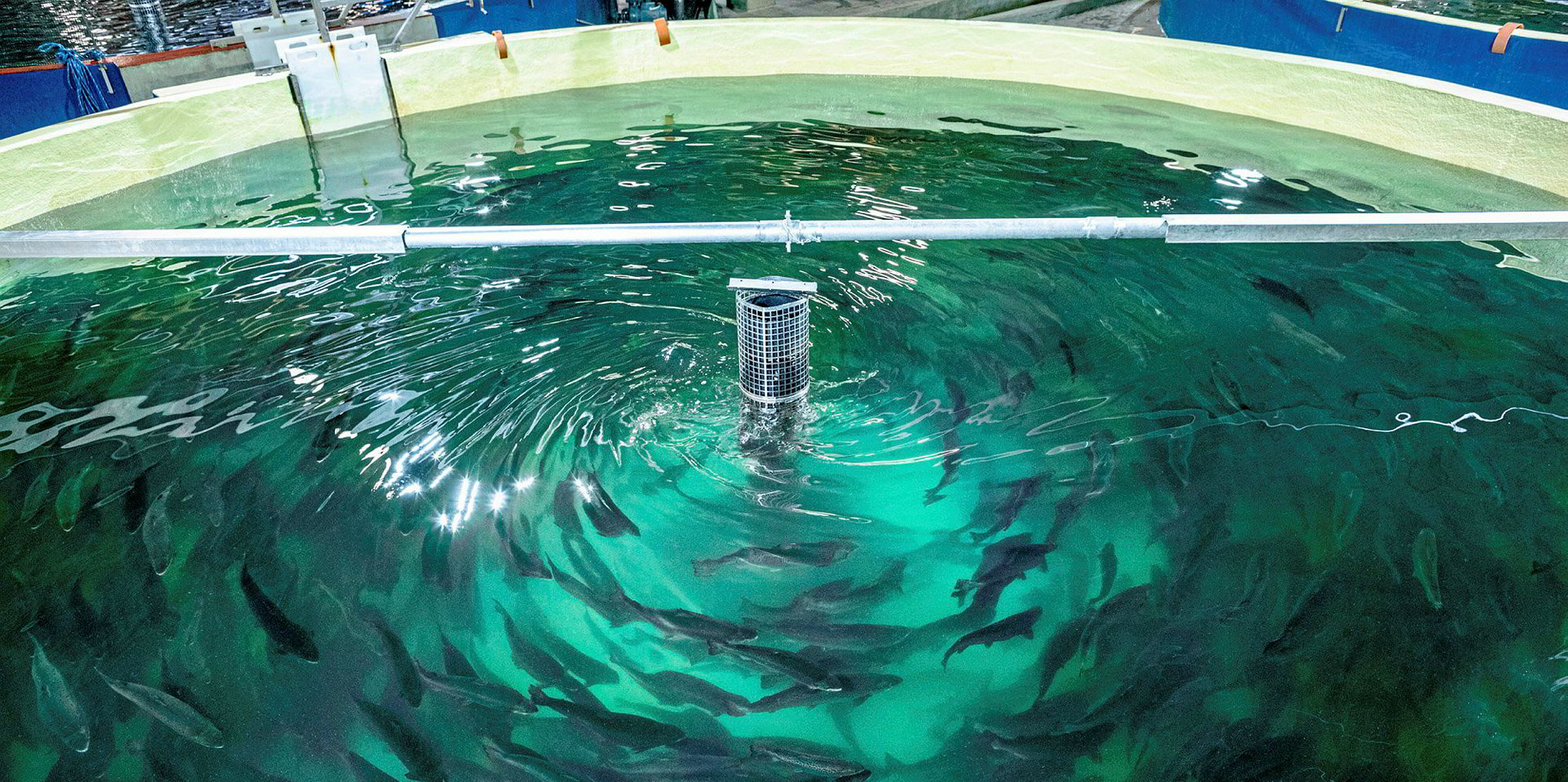 Farm raised fish picture