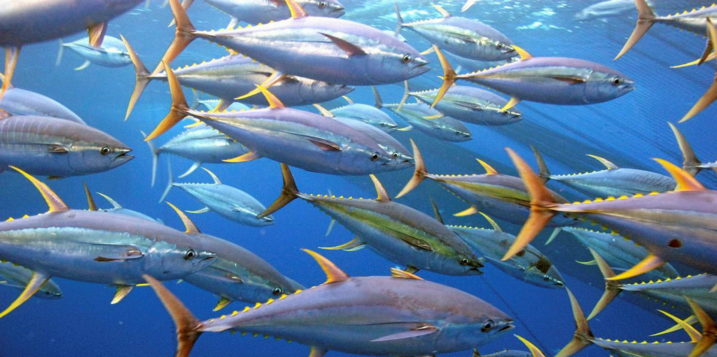 US firm recalls more frozen tuna products Intrafish