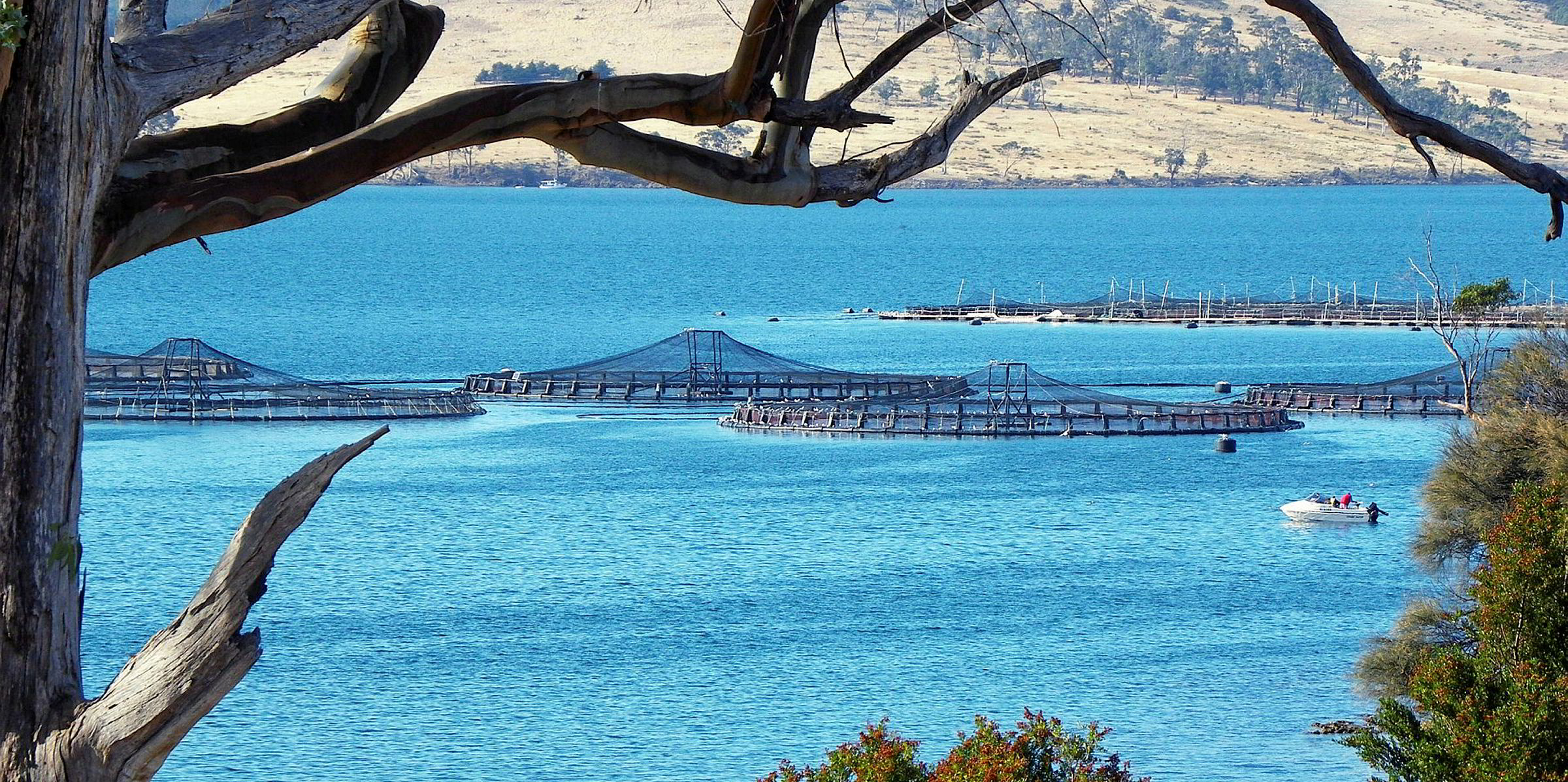 New Patagonia film attacks Tasmanian salmon farming