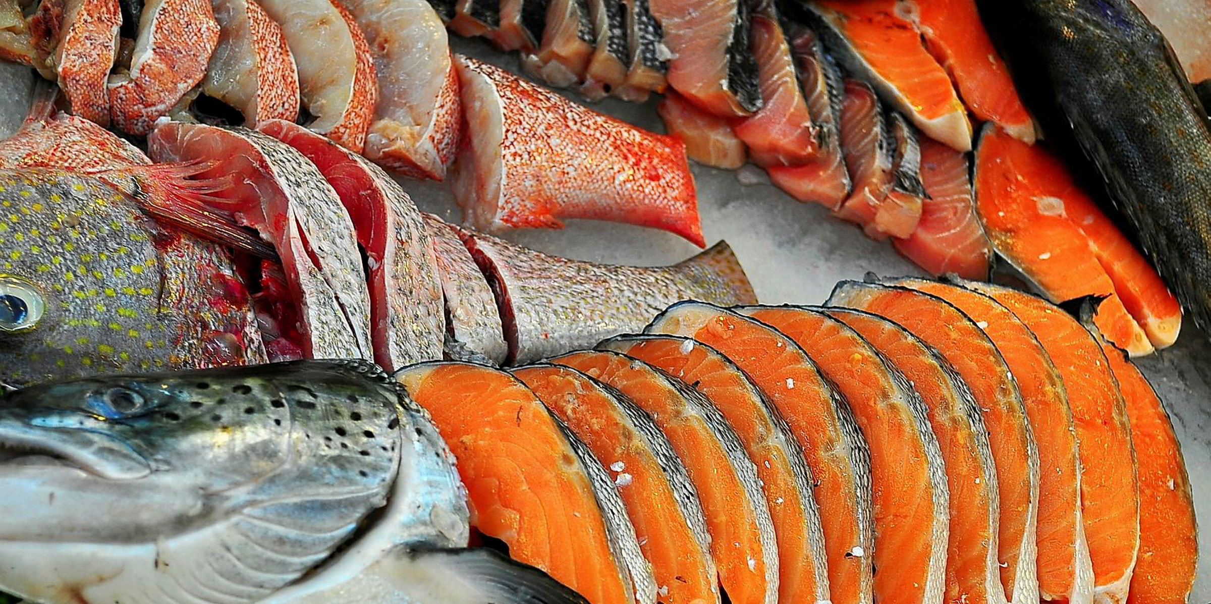 Norwegian salmon exports off to strong start in 2020