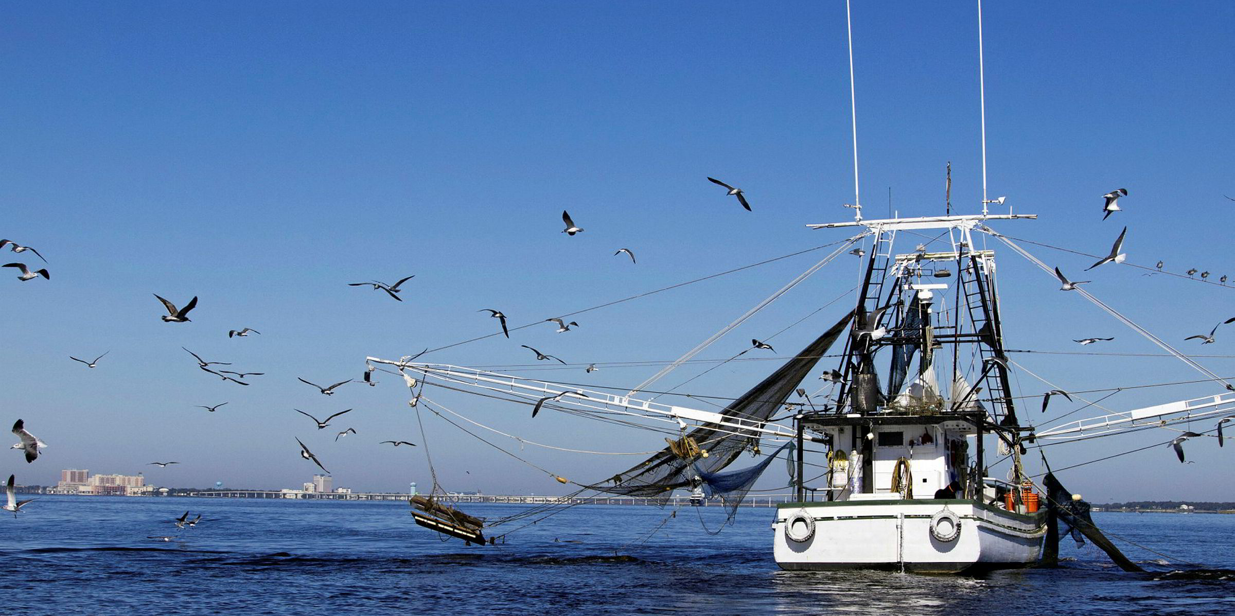 Gulf of Mexico seafood prices under threat | IntraFish.com