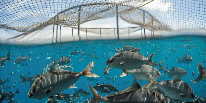 Kampachi company sues rival Blue Ocean Mariculture, alleging