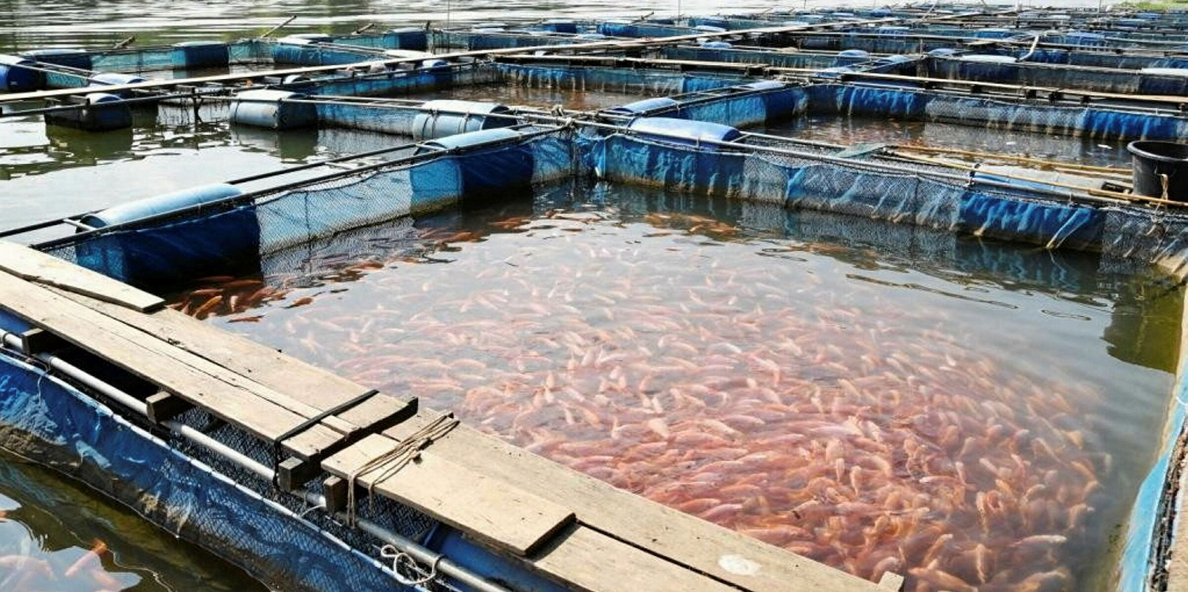 Производство аквакультуры. Ферма УЗВ форель. Аквакультура форель. Аквакультура УЗВ. Аквакультура форелевое хозяйство.