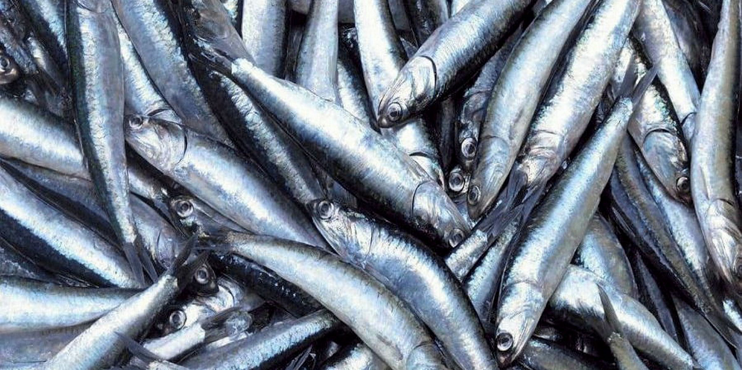 fish-oil-prices-on-the-rise-as-farmed-salmon-demand-production