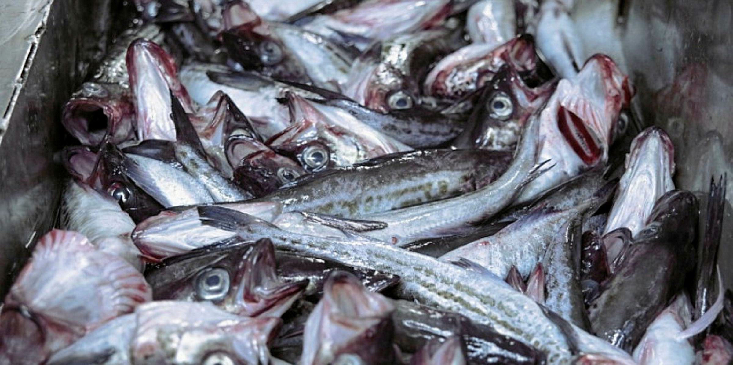 Russian Fishery, Agama to team up on cod, haddock plant | IntraFish.com