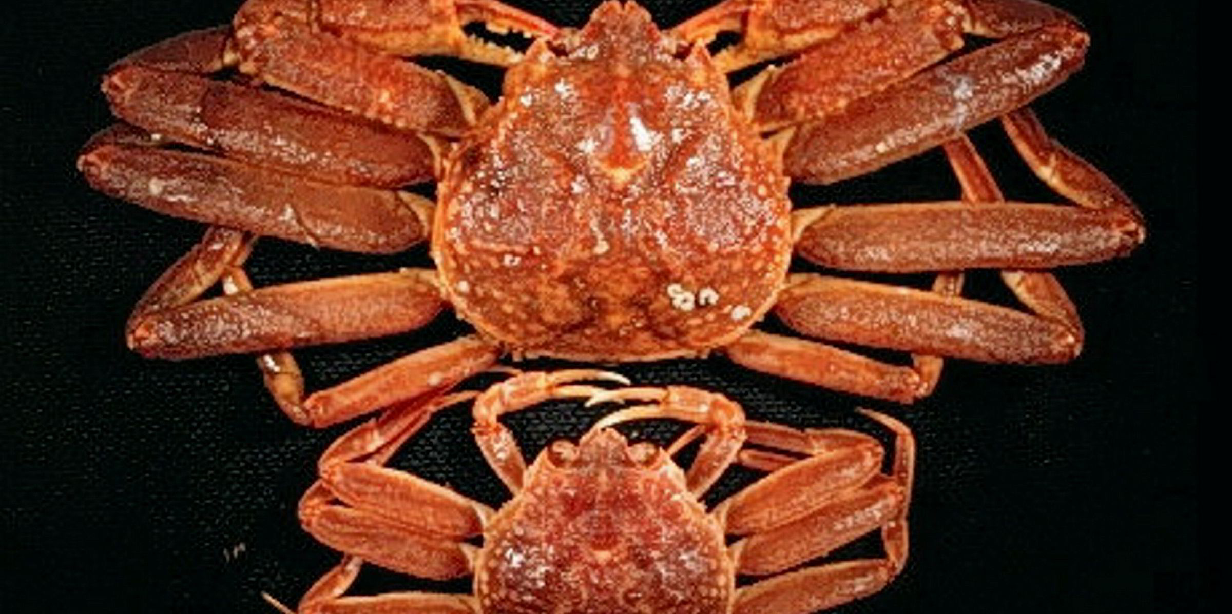 DFO Canada snow crab assessment has fishing industry fearful Intrafish
