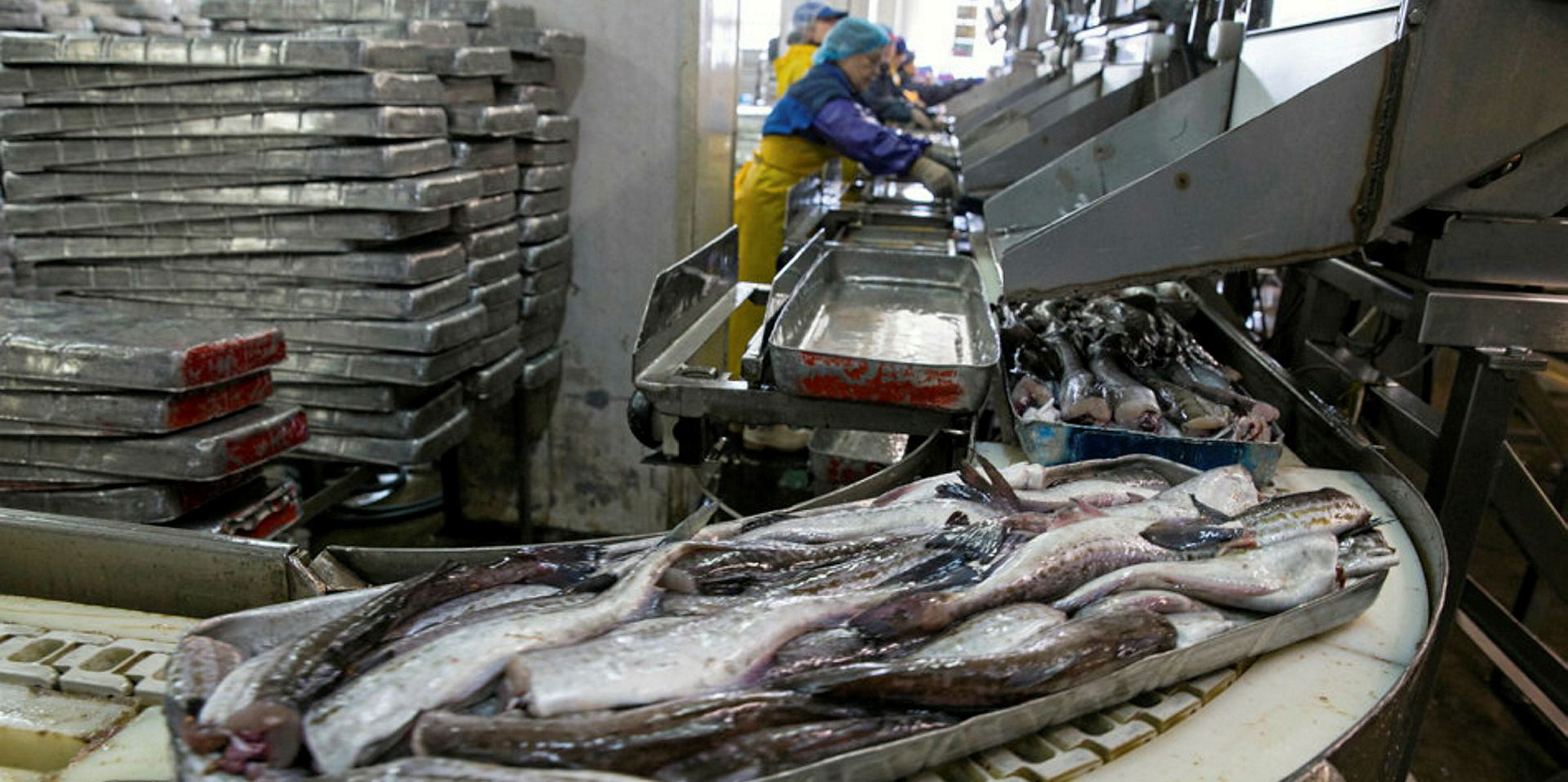 Russian pollock producers take broadside as H&G, roe prices tumble