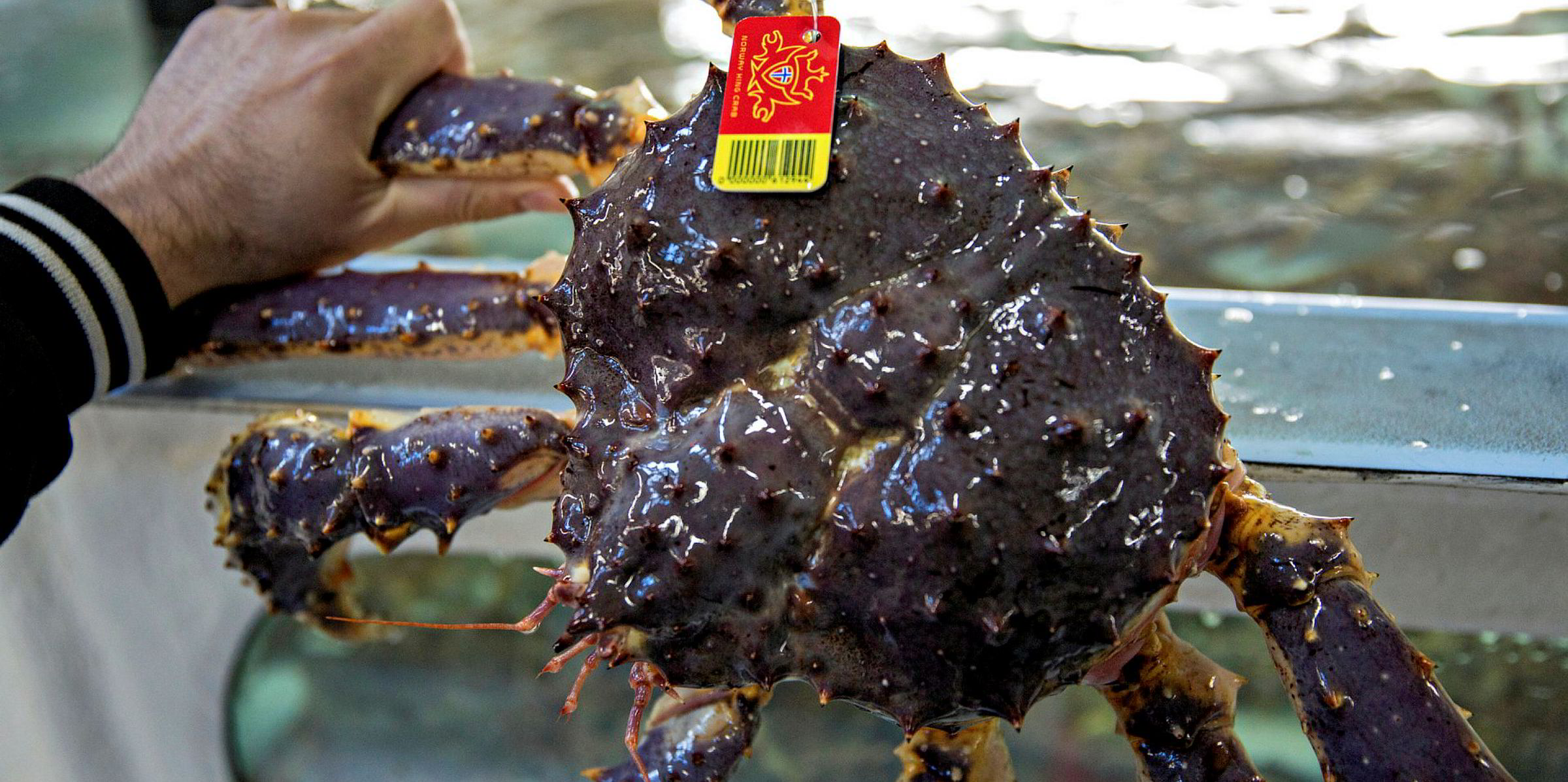 Norway lowers king crab quotas for 2019