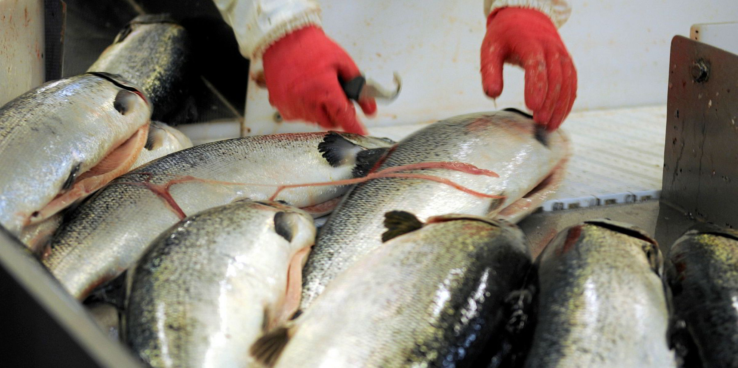 farmed-salmon-prices-continue-freefall-we-re-losing-millions-intrafish