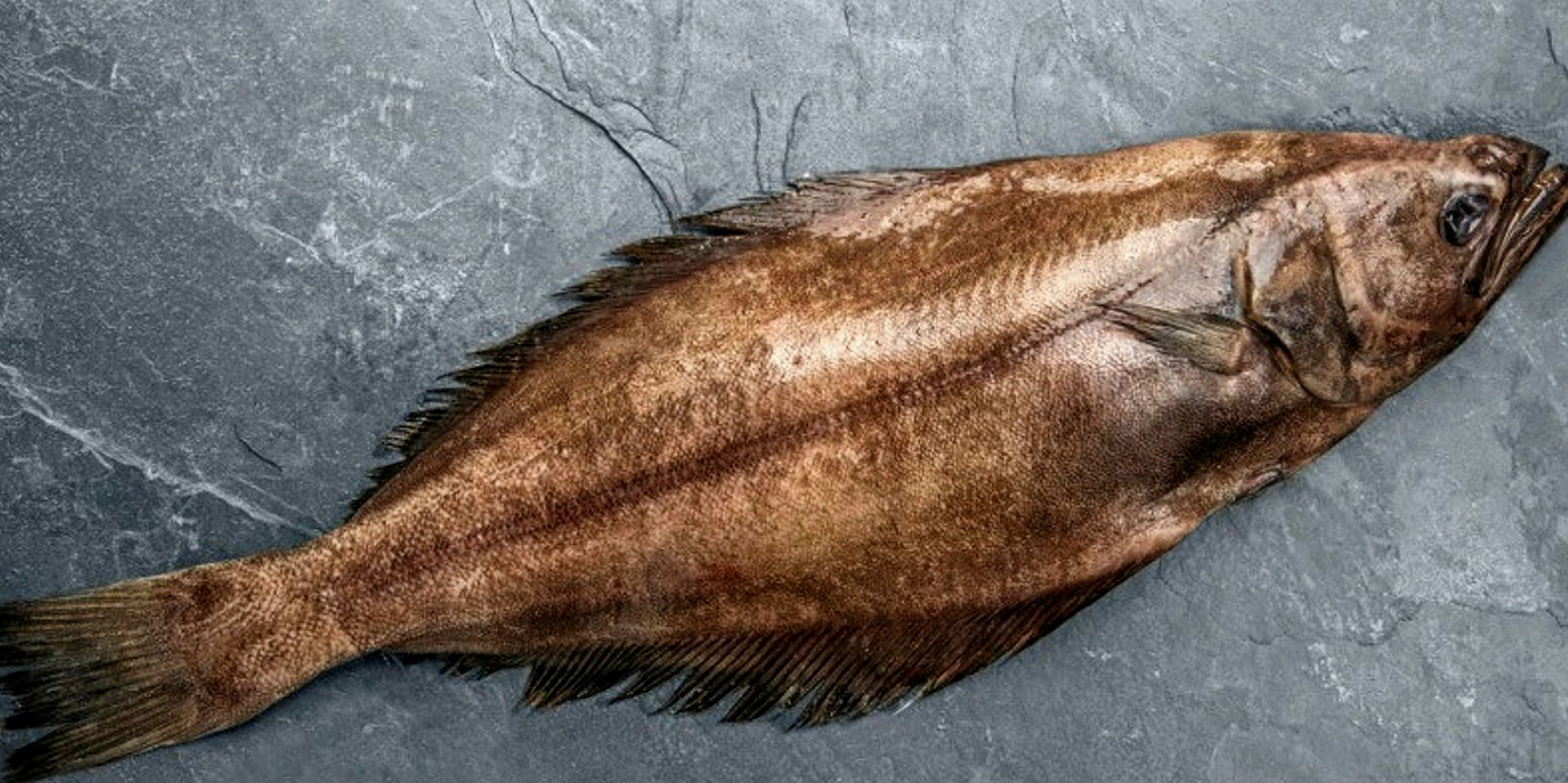 Swath of Greenland halibut fisheries gain MSC certification