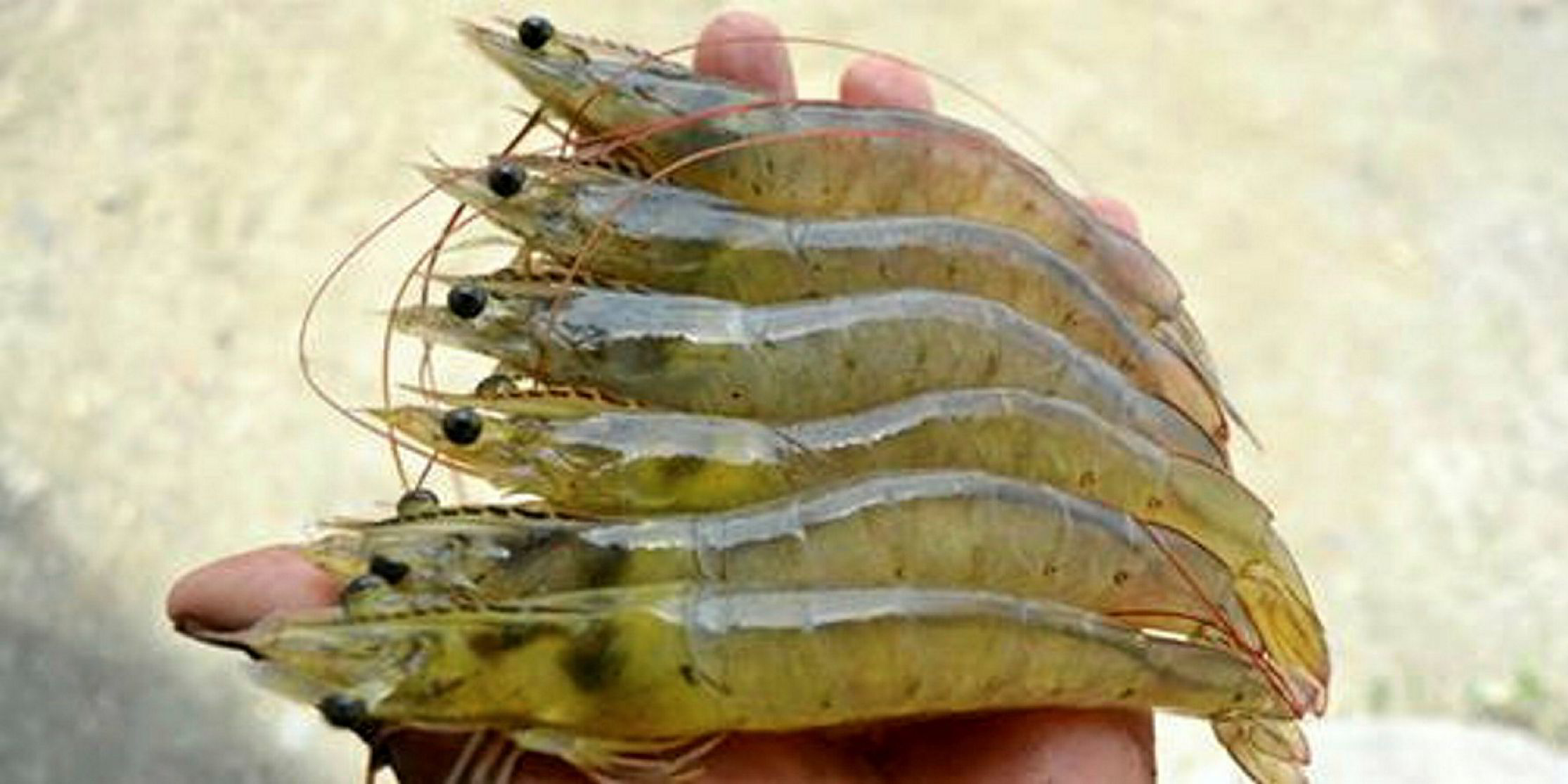 prawn-shrimp  Ground to Ground