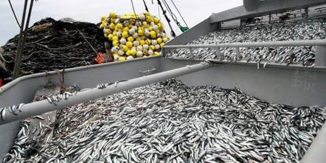 Anchovy harvest reaches 1 million-ton milestone