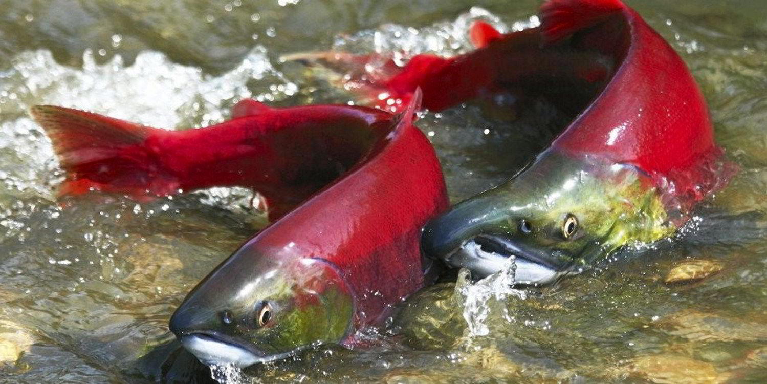 Guest Commentary How does the Bristol Bay wild sockeye salmon run keep breaking records
