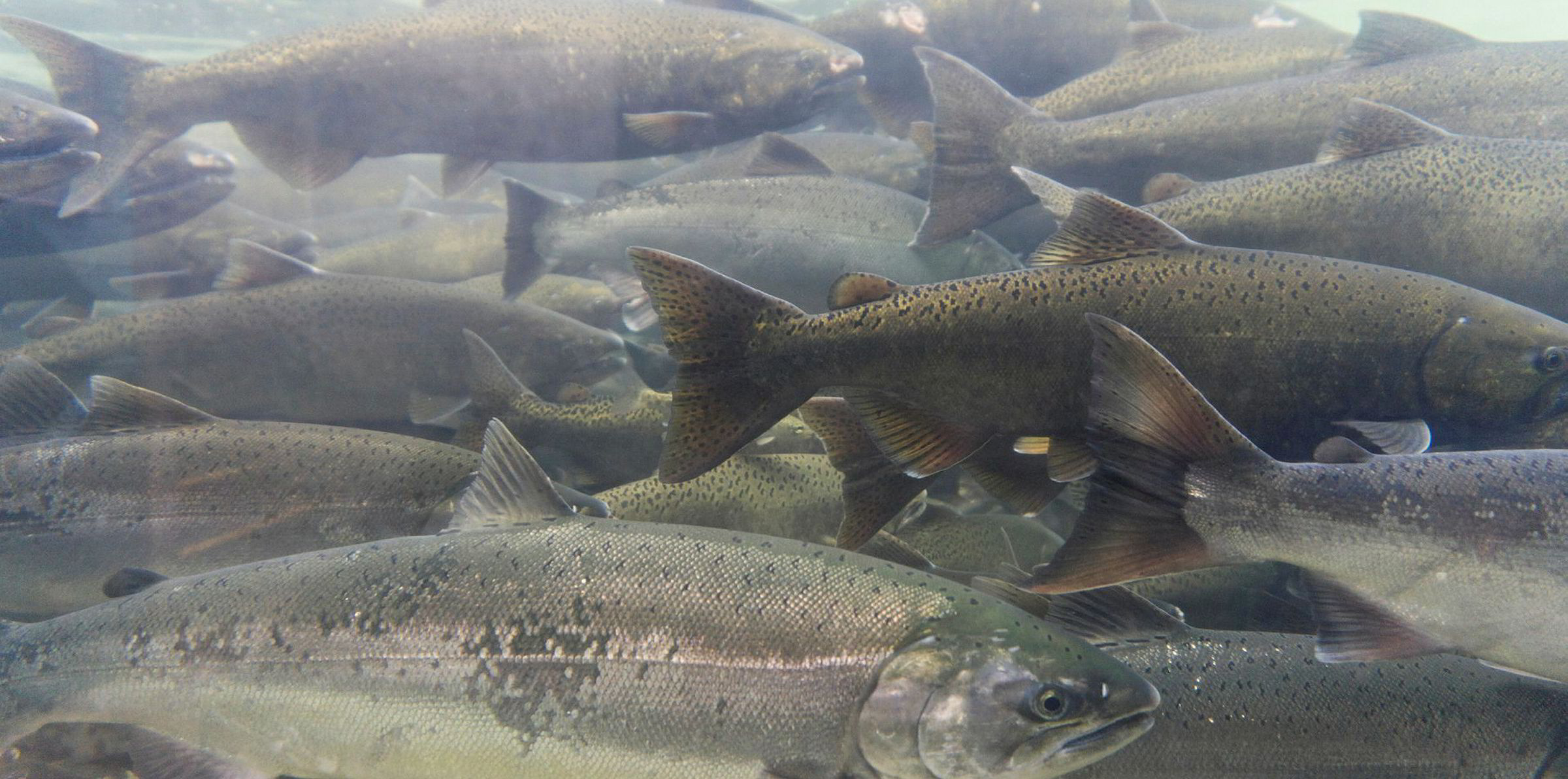 Marine Stewardship Council 'sets a very low bar for wild salmon sustainability'