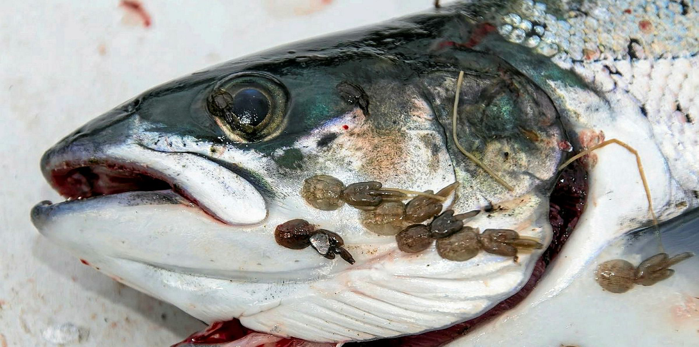 Scottish sea lice rates edge higher in 2019 | IntraFish.com