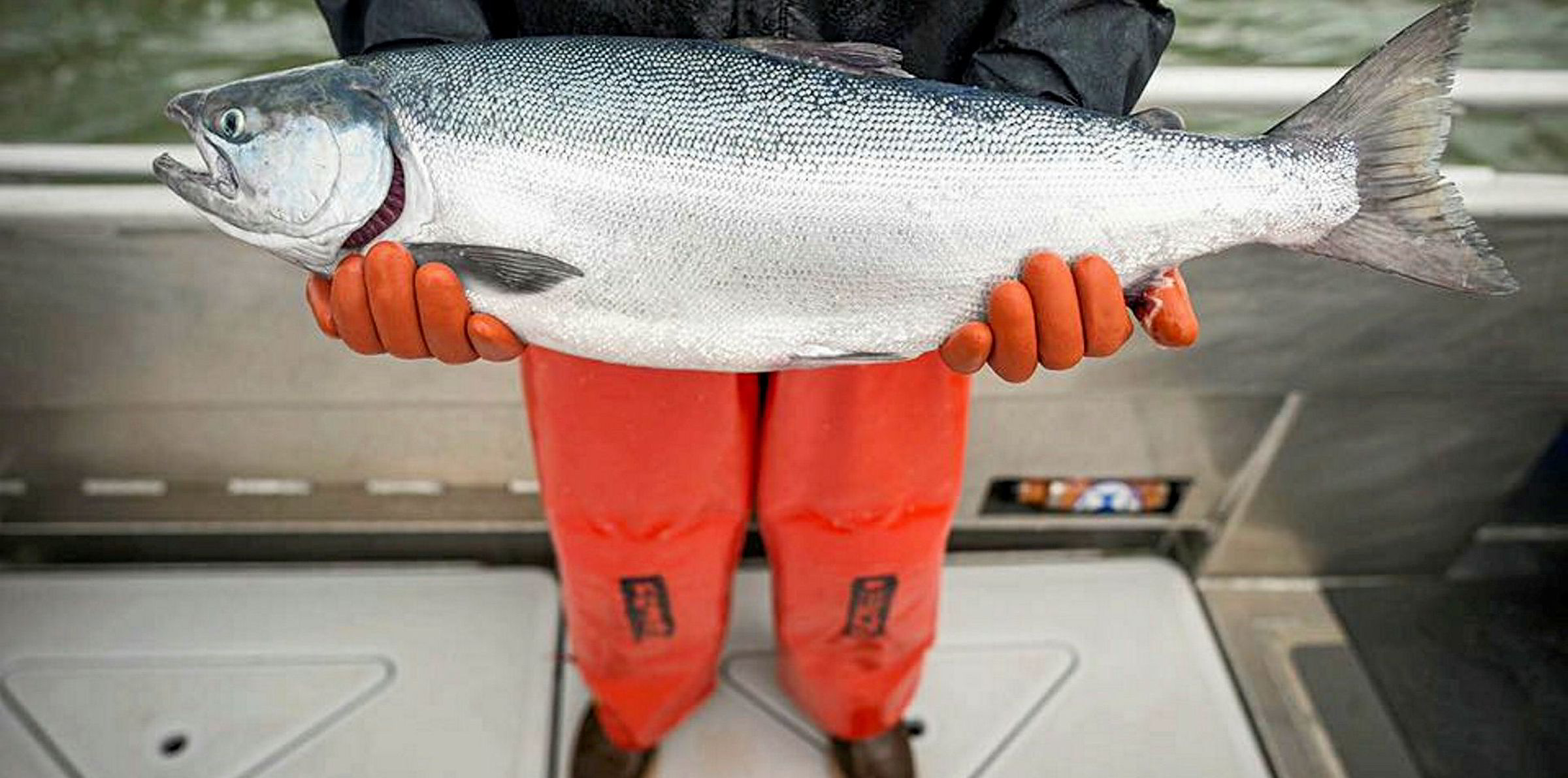 alaska-salmon-live-updates-bristol-bay-sockeye-salmon-harvest-reaches