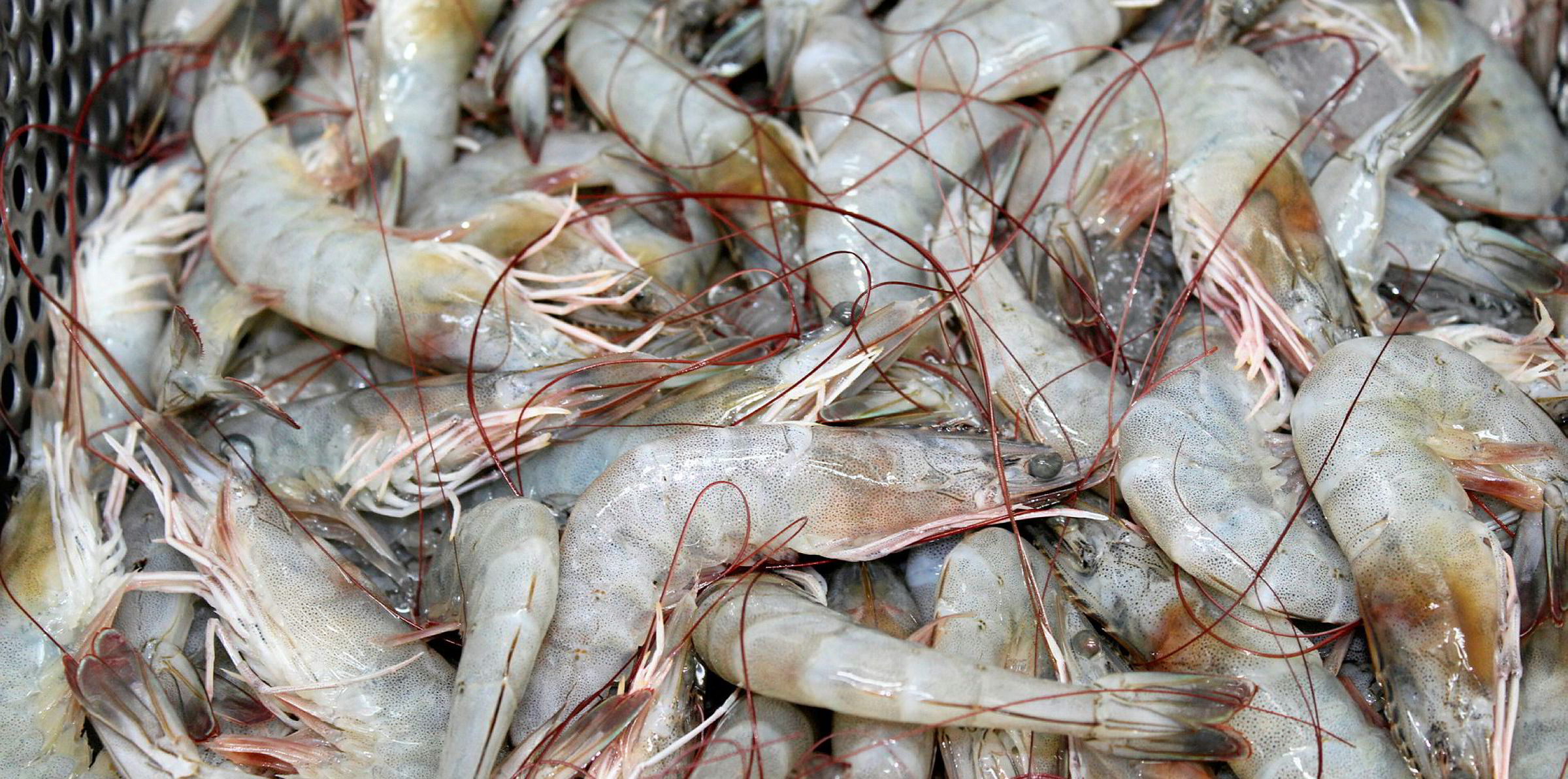 Seattle Shrimp & Seafood becomes GSSI funding partner | IntraFish.com