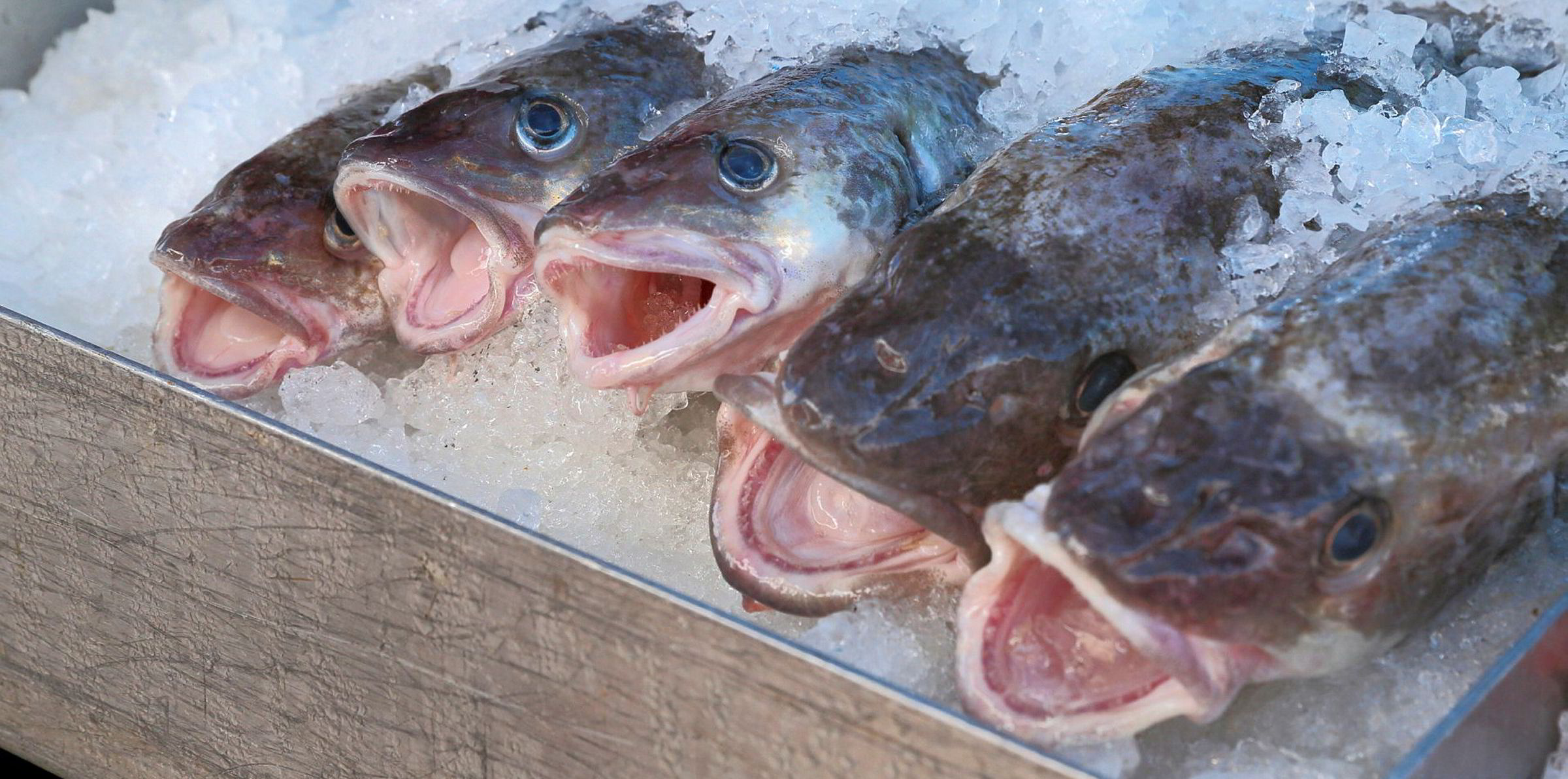 Звук треска льда. Головы трески по норвежски. Pacific Cod рыба. Треска Пацифик океан. Cod Fishery.