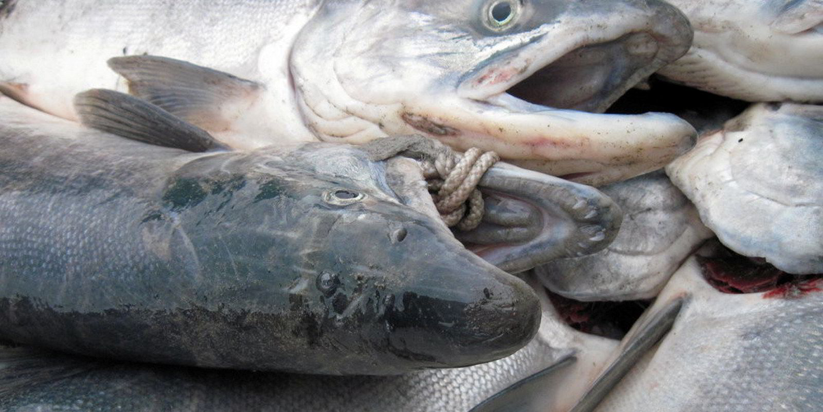 trident-seafoods-reveals-sockeye-price-for-false-pass-fishery-a-key