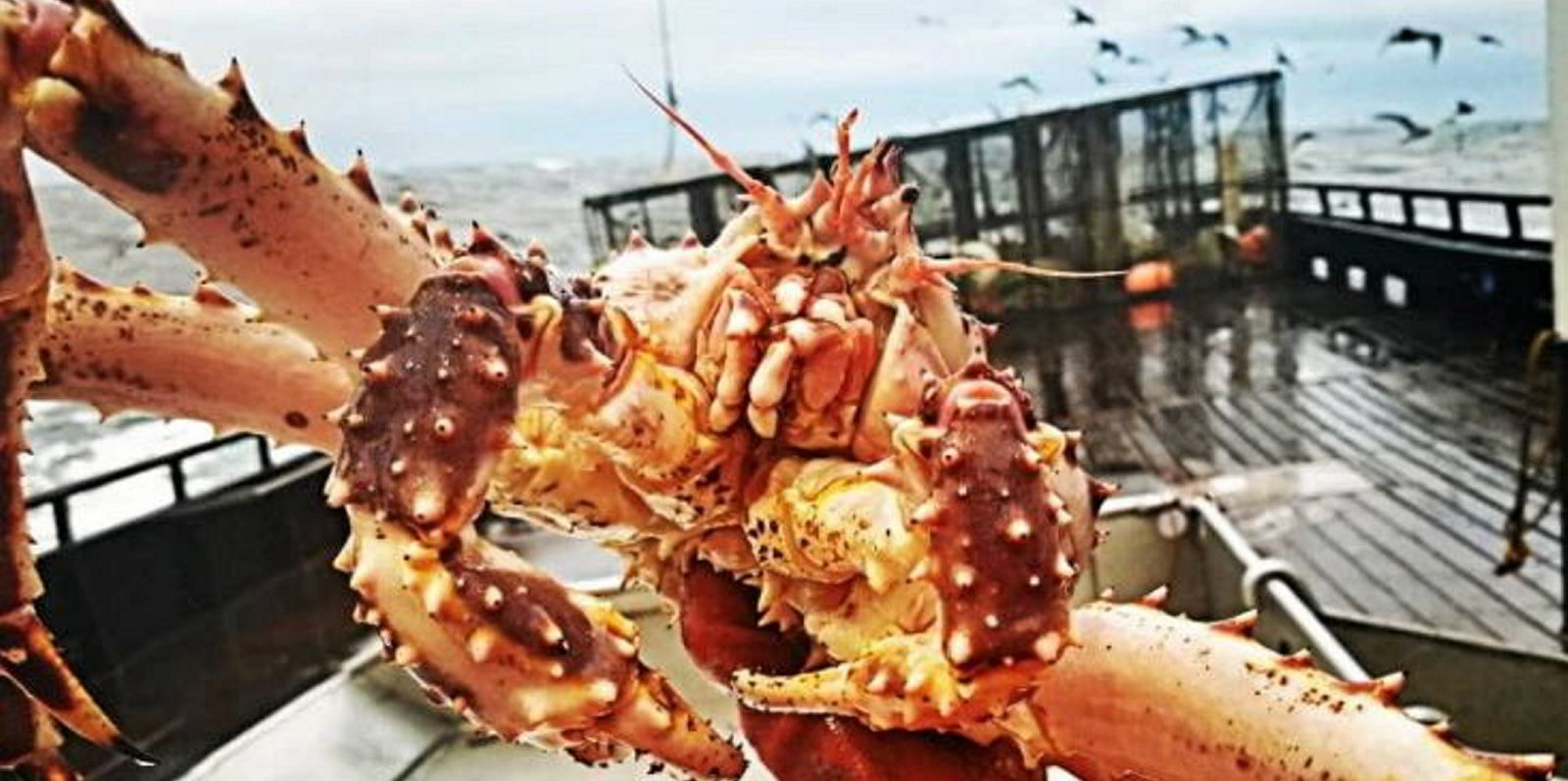 Regulators OK opening of Bristol Bay red king crab season after two