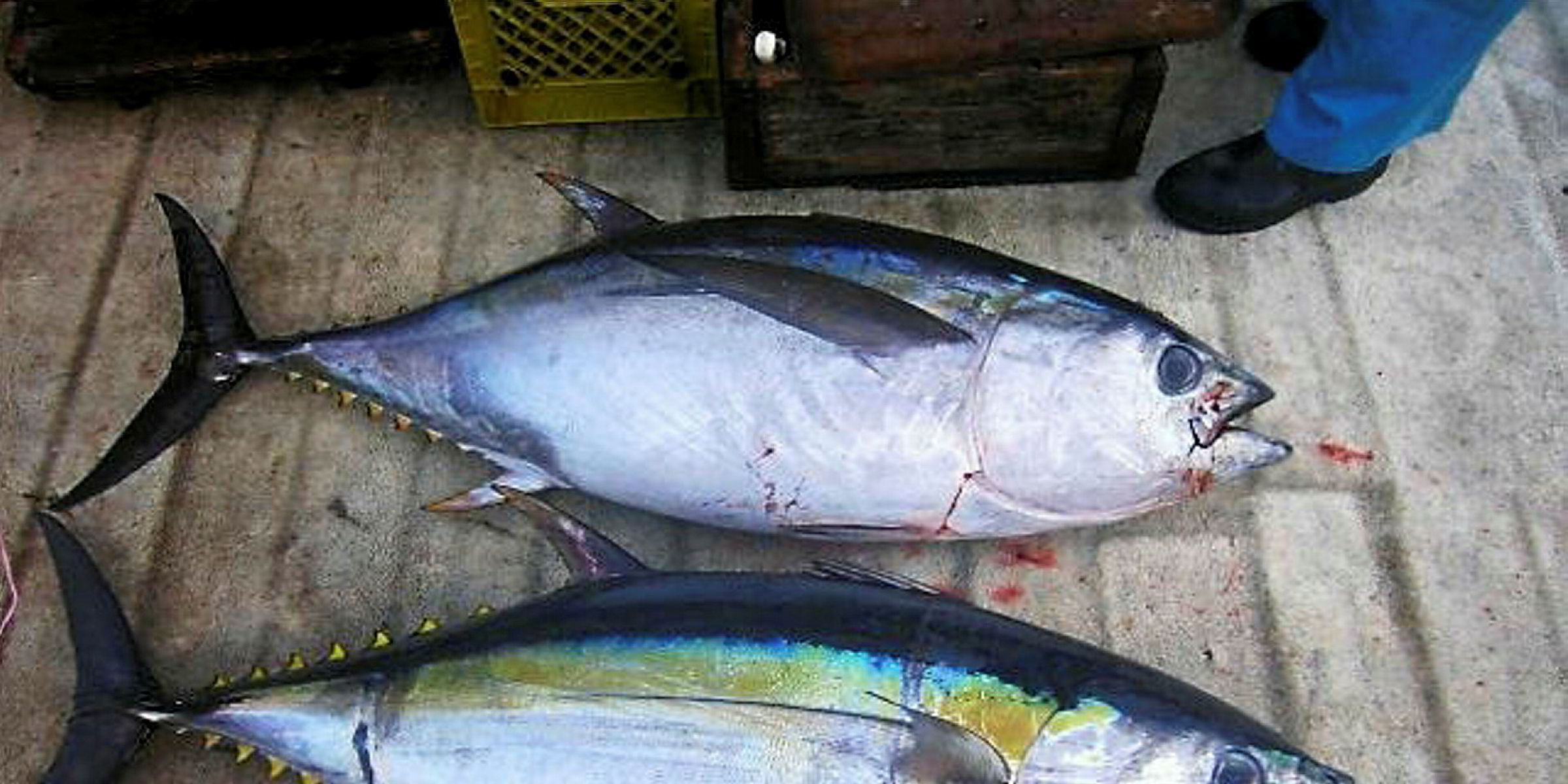 ICCAT decides to keep same quota for Atlantic bigeye tuna